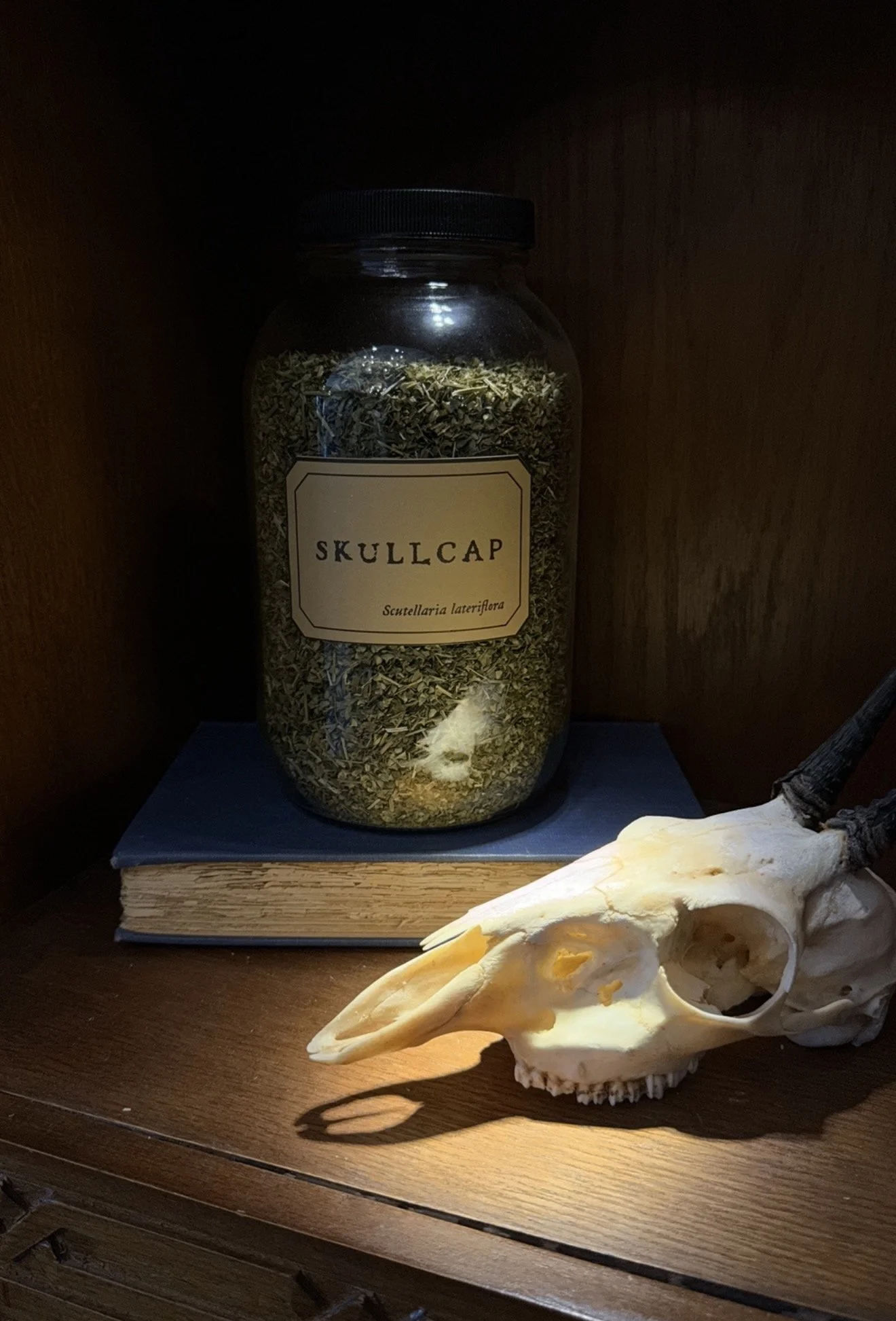 Skullcap