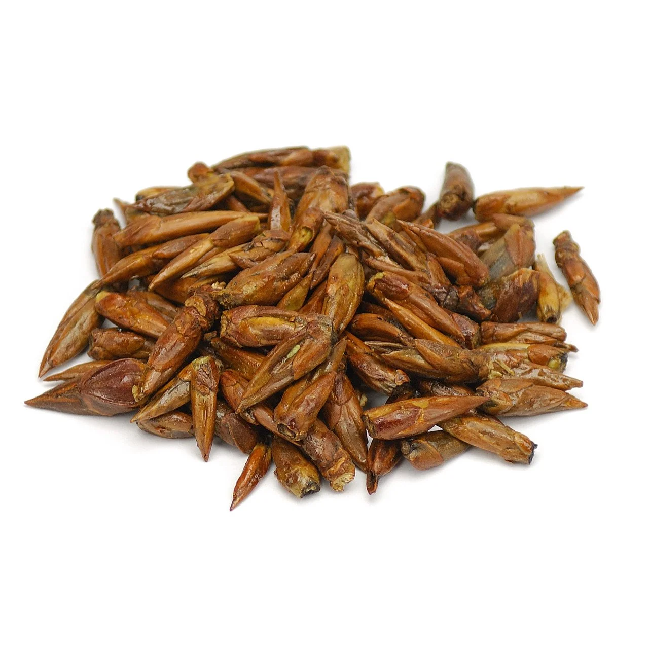 Poplar Buds/Balm of Gilead