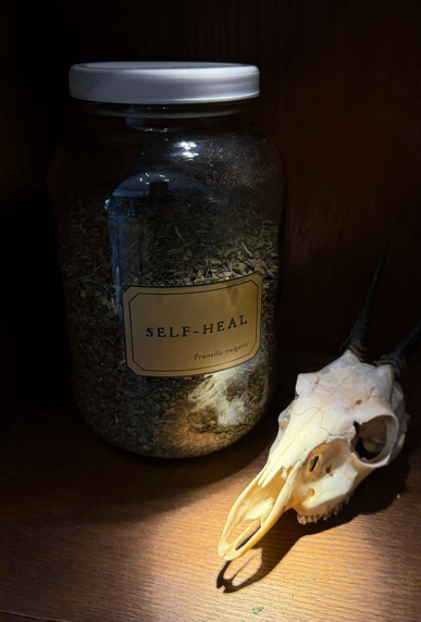 Self Heal herb