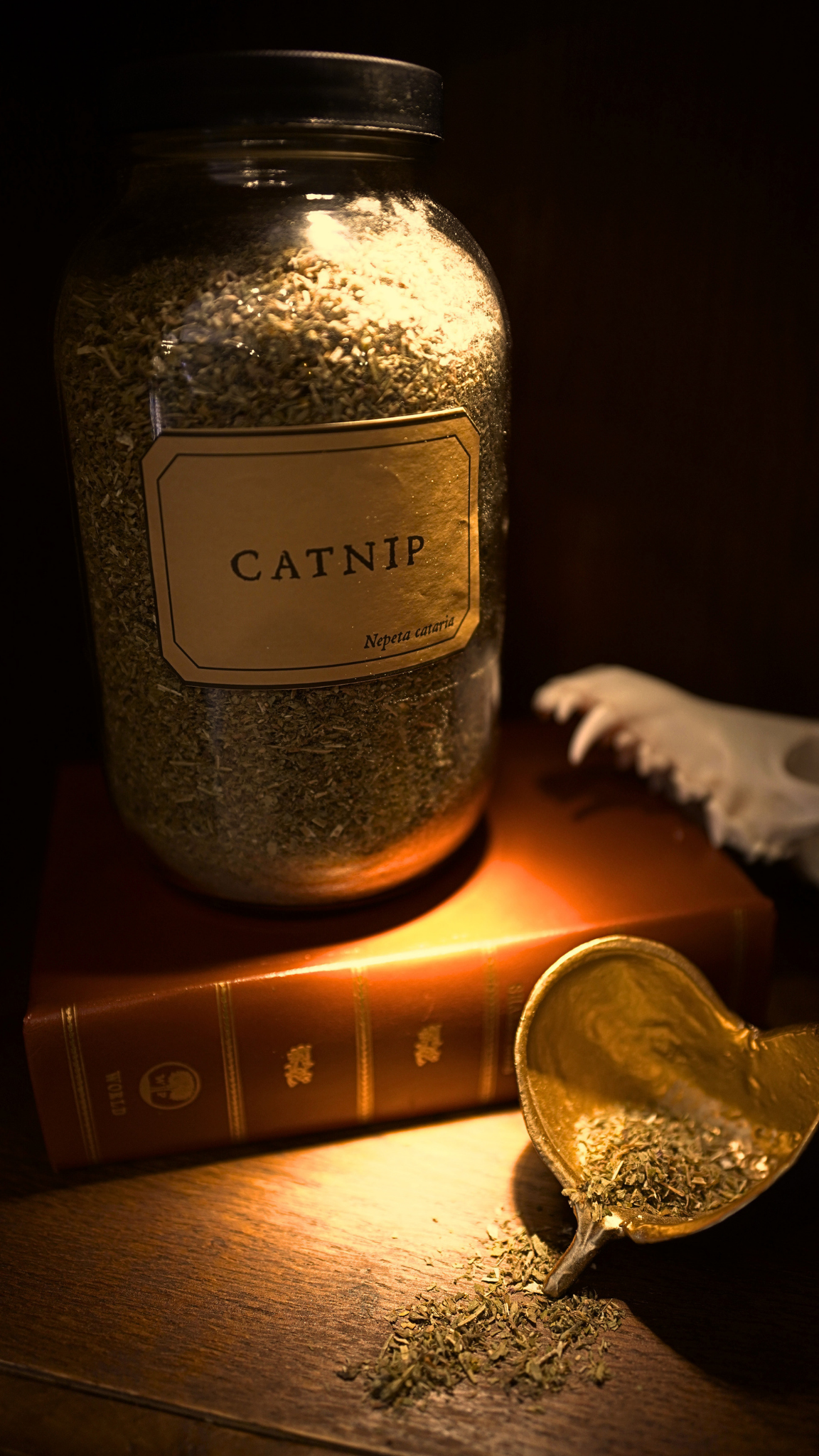 Catnip