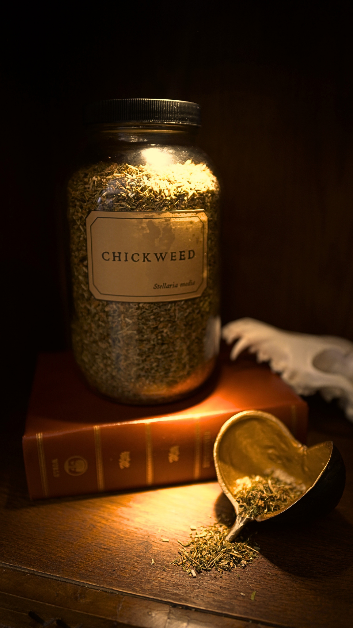 Chickweed