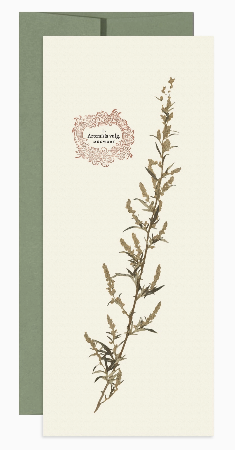 Mugwort Greeting Card