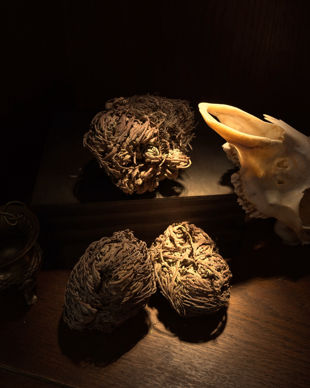 Rose of Jericho (Selaginella Lepidophylla) Resurrection Fern