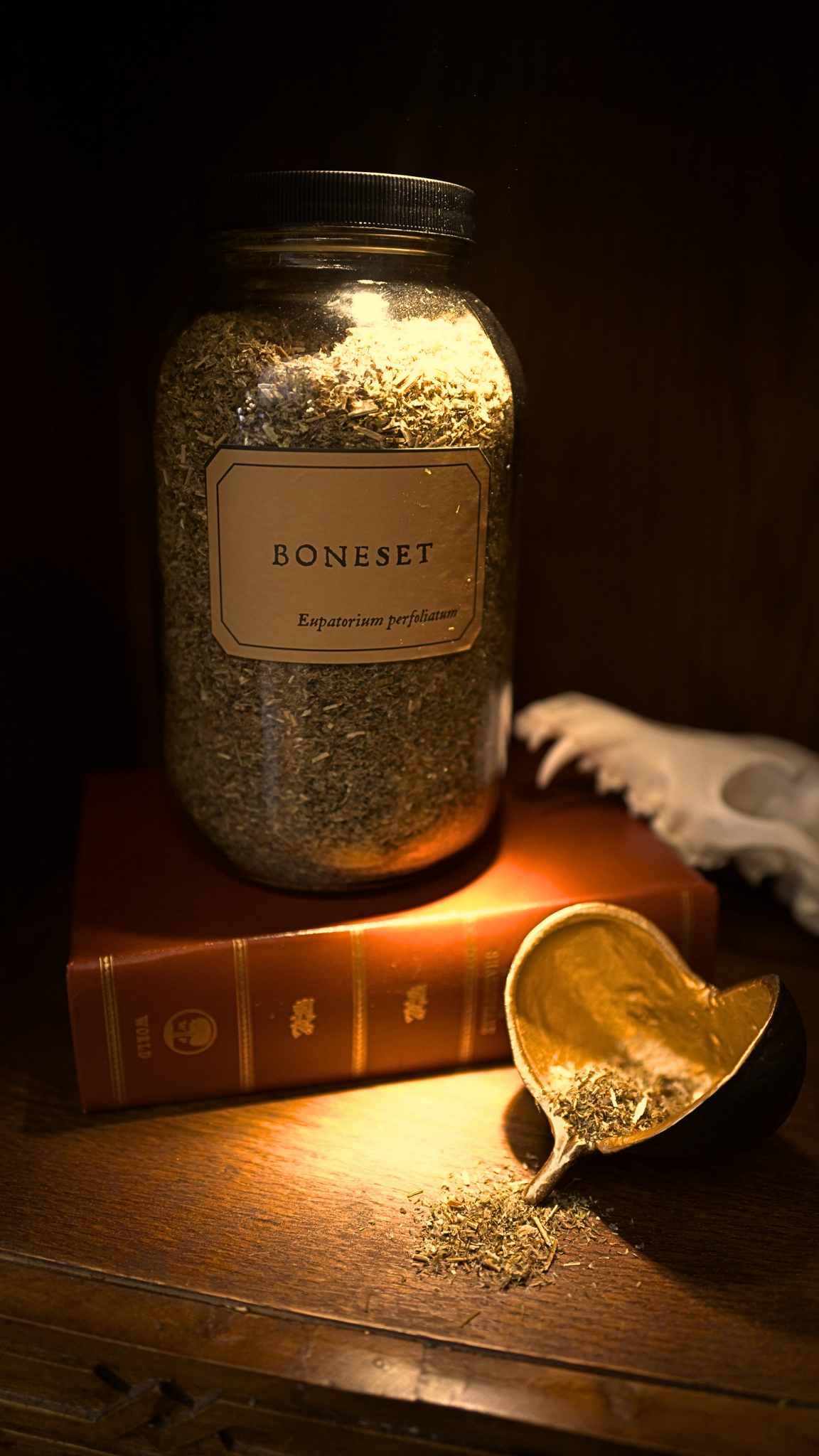 Boneset