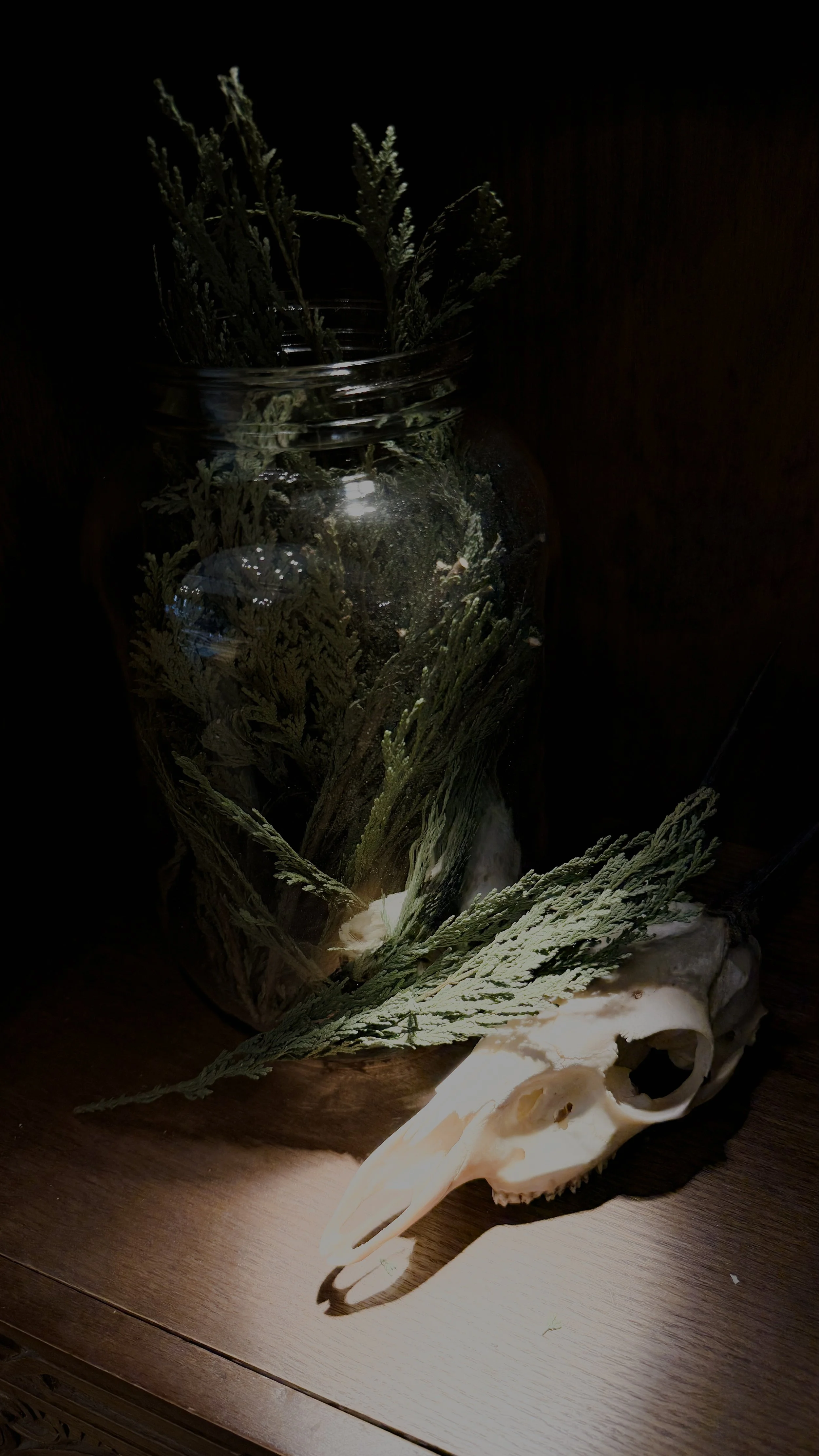 Loose Cedar Leaves