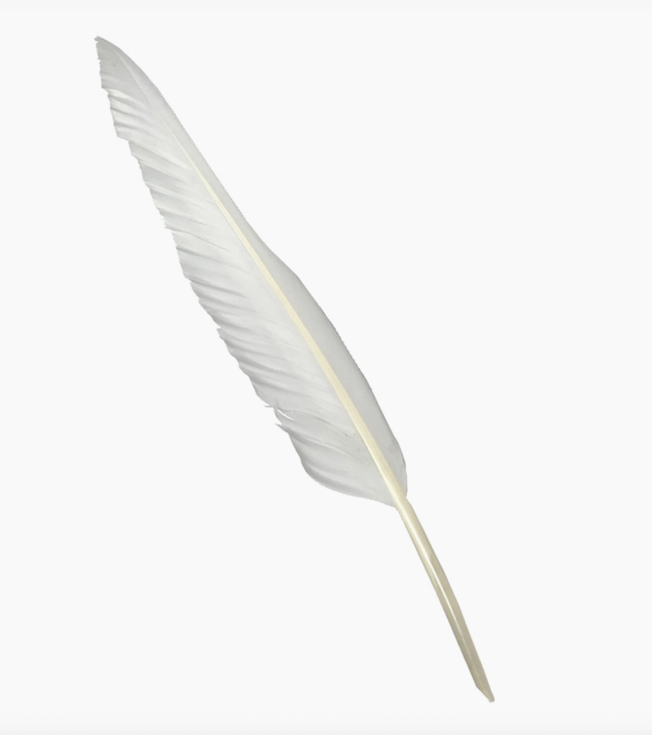 White Quill Writing Feather