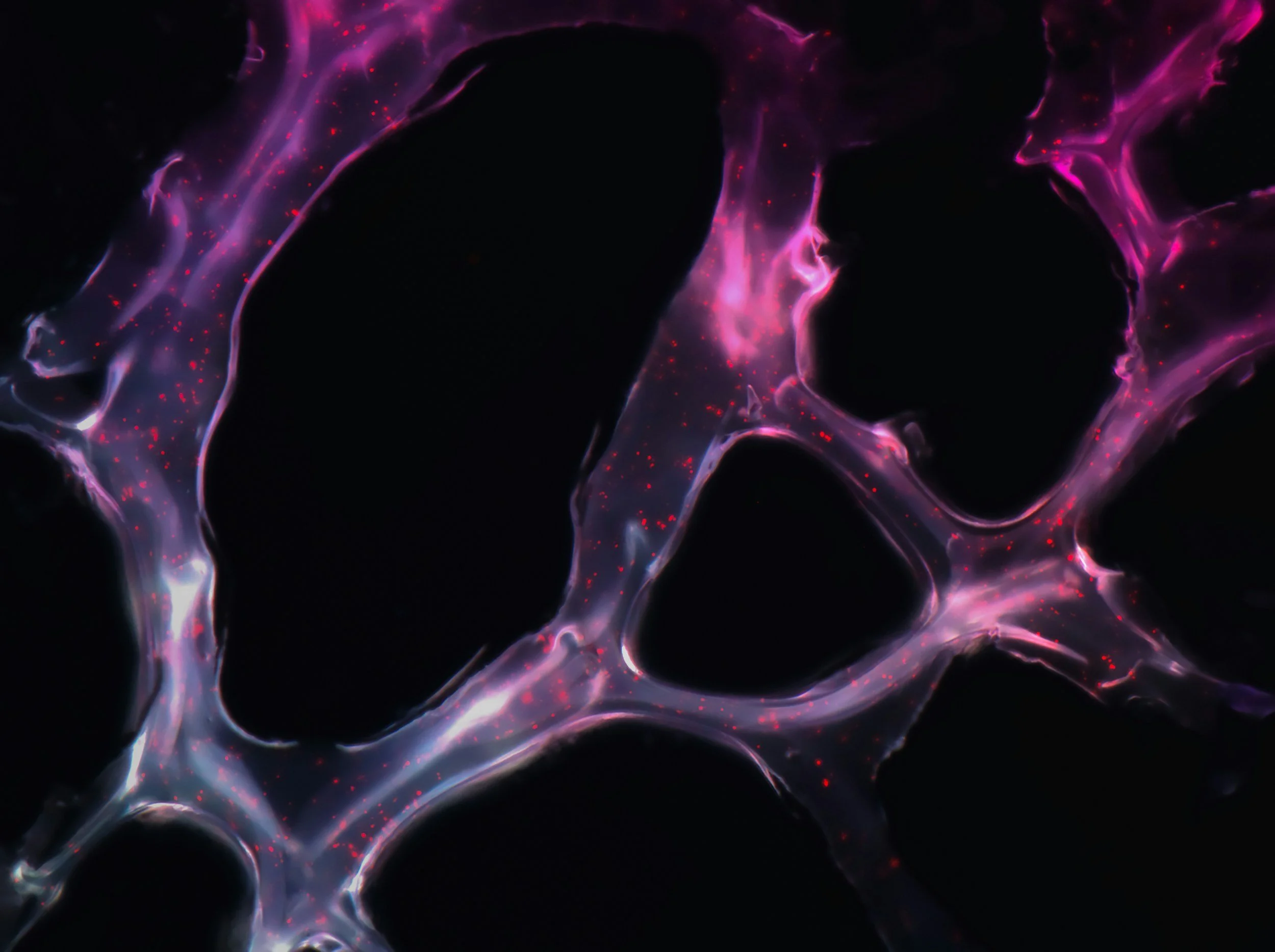 FDA Warning Letters on Exosome Products | Regulatory &amp; Criminal Defense