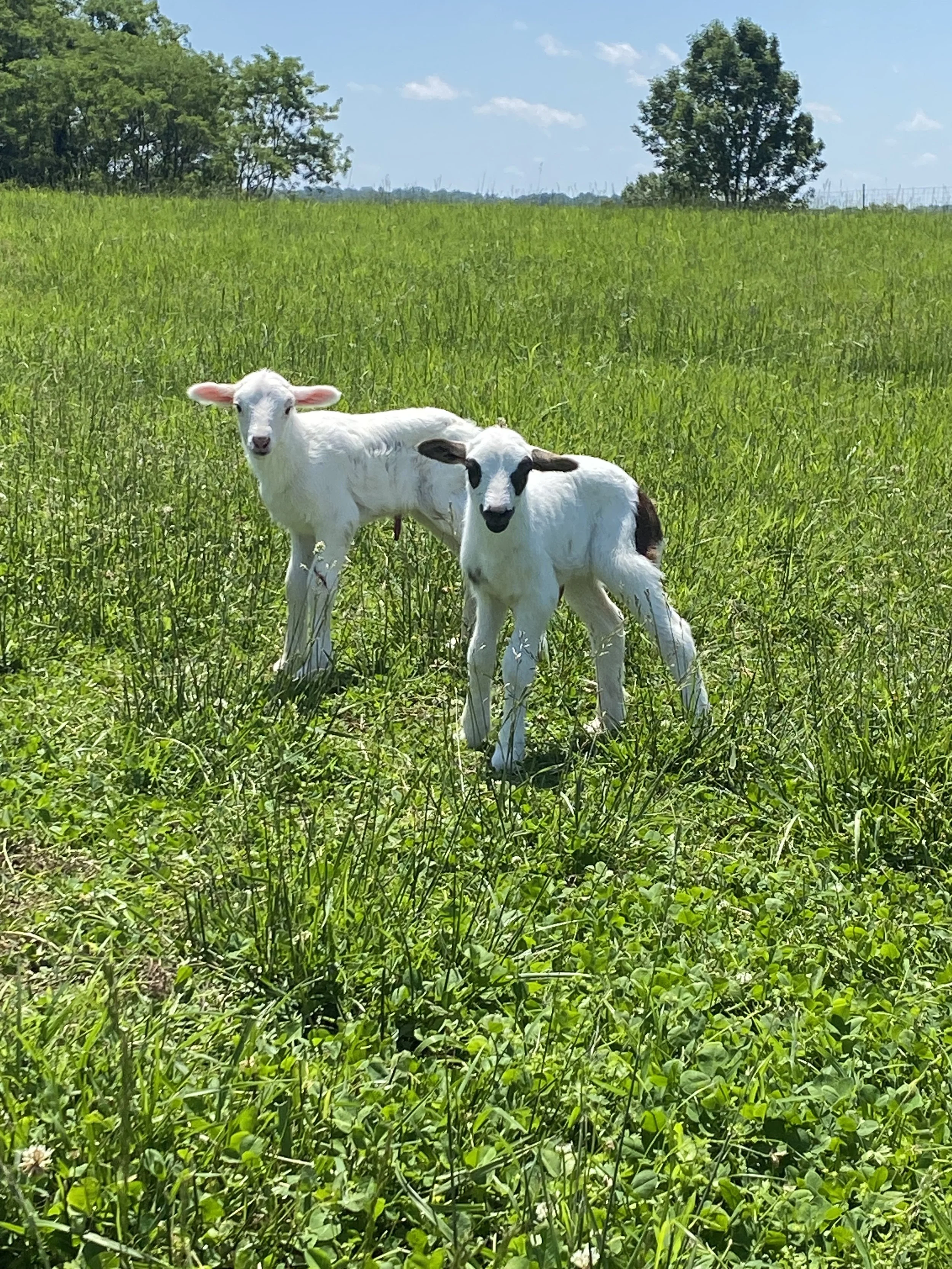 Lilly Hill Farm Grass Pasture