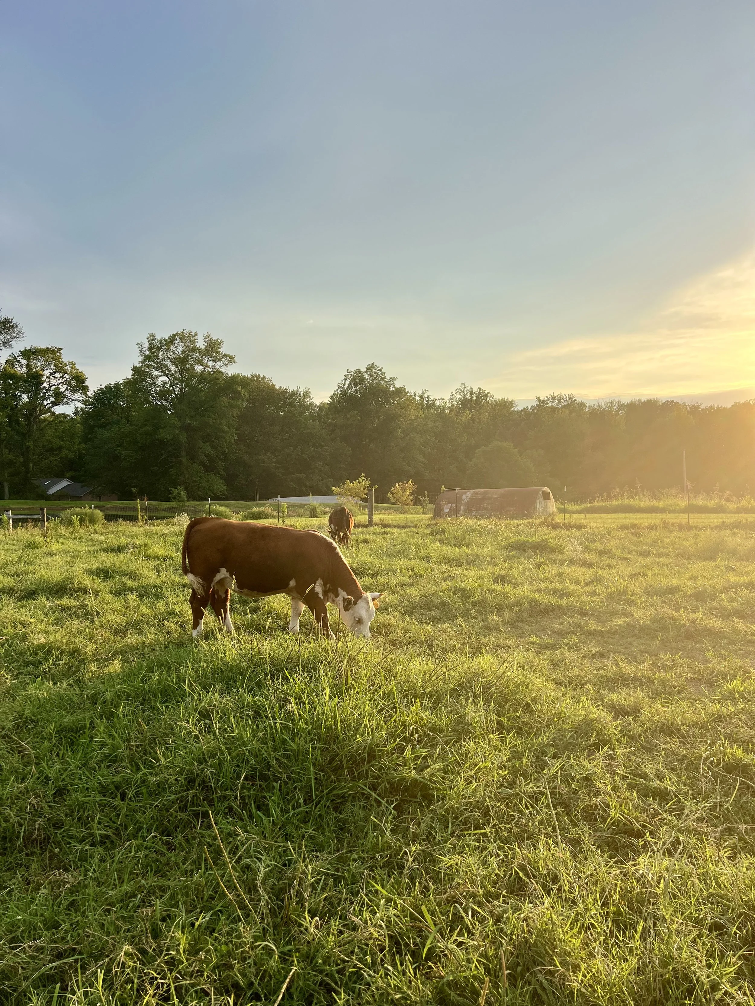 Lilly Hill Farm Grass Fed Cattle
