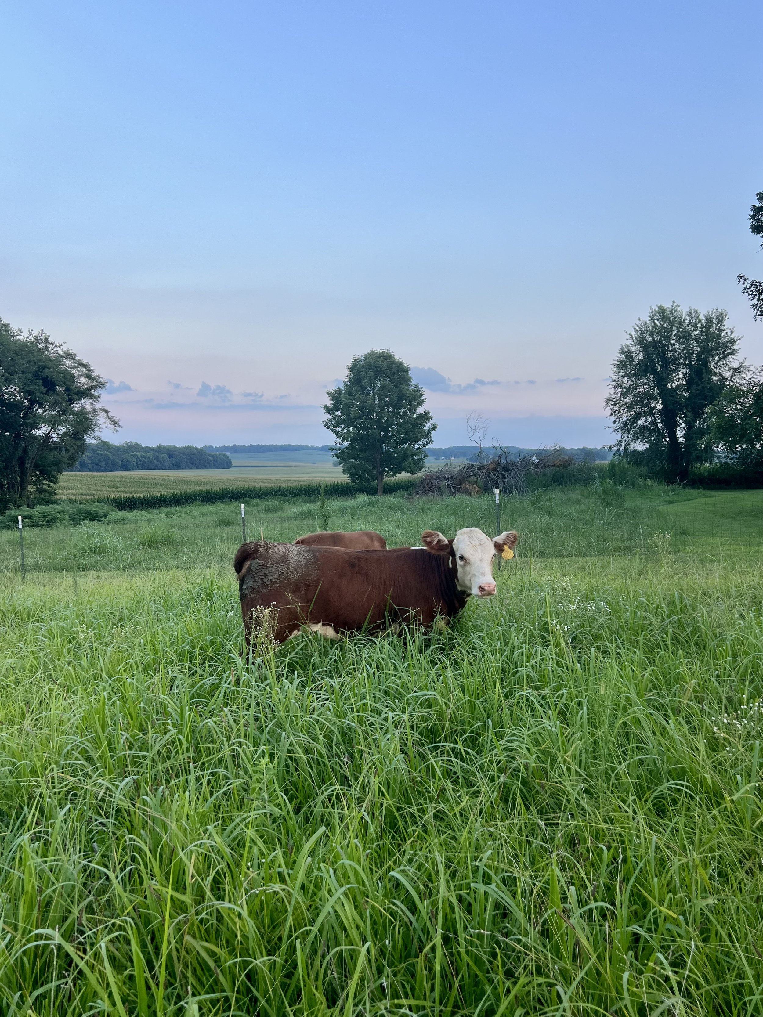 Lilly Hill Pasture grass fed cows