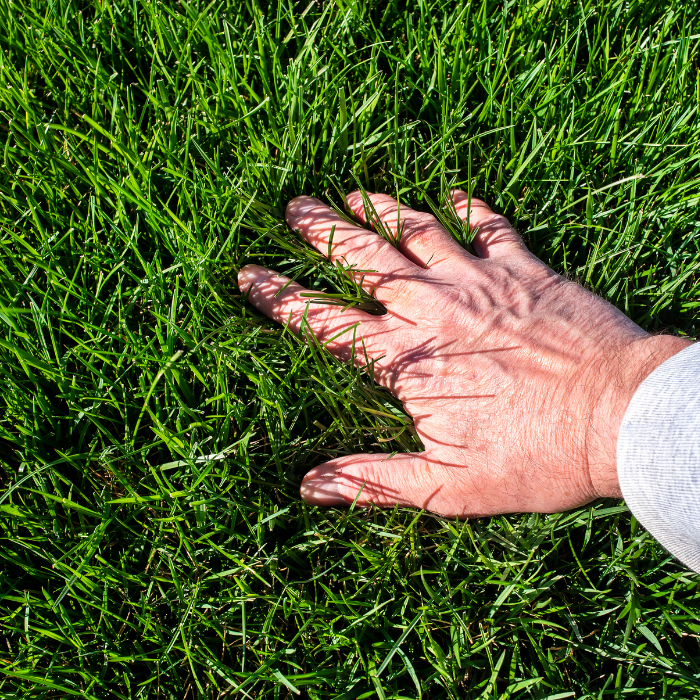 A person's hand touching green grass on the ground.