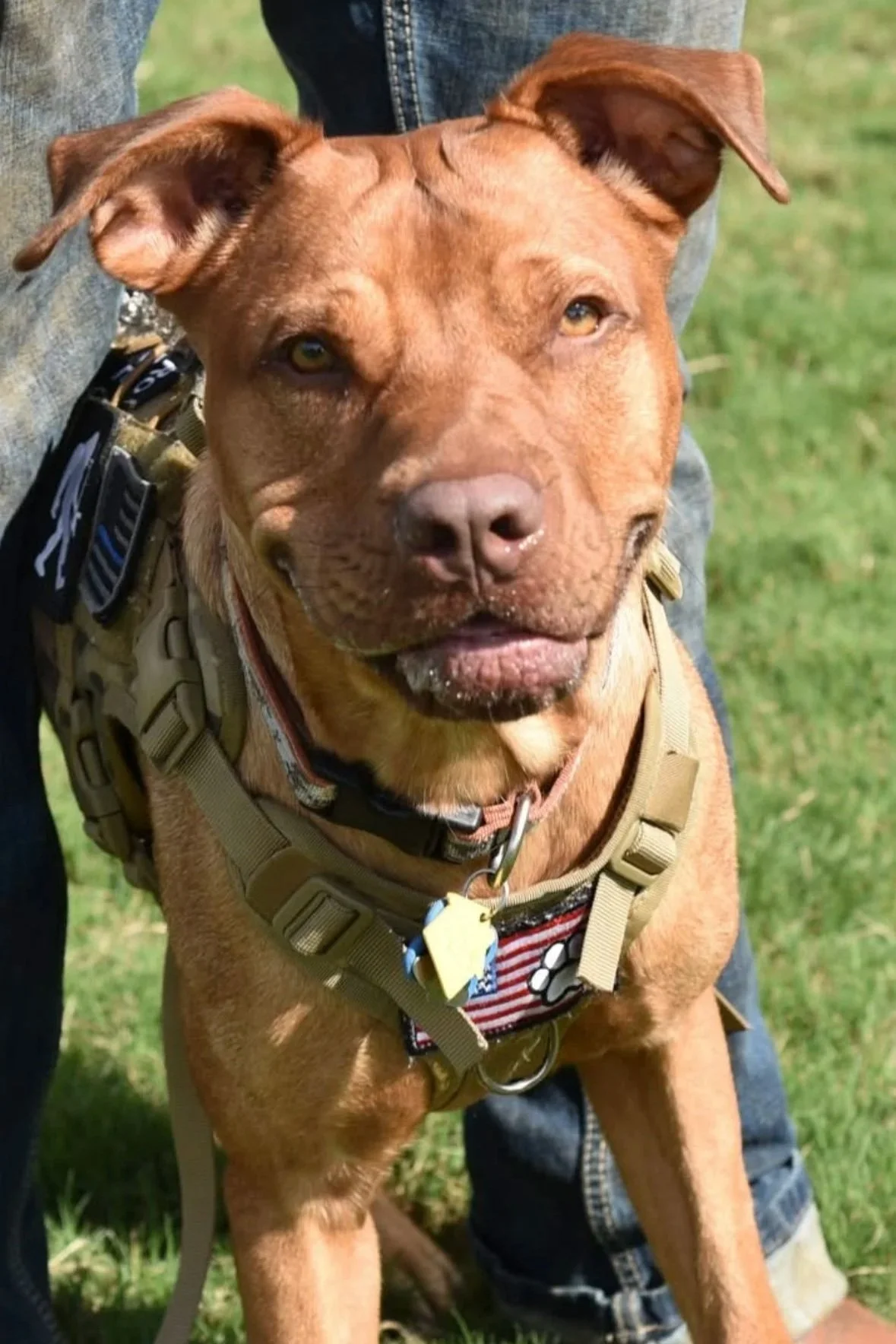 A brown dog wearing a tactical harness, sitting on grass with a person standing behind it.