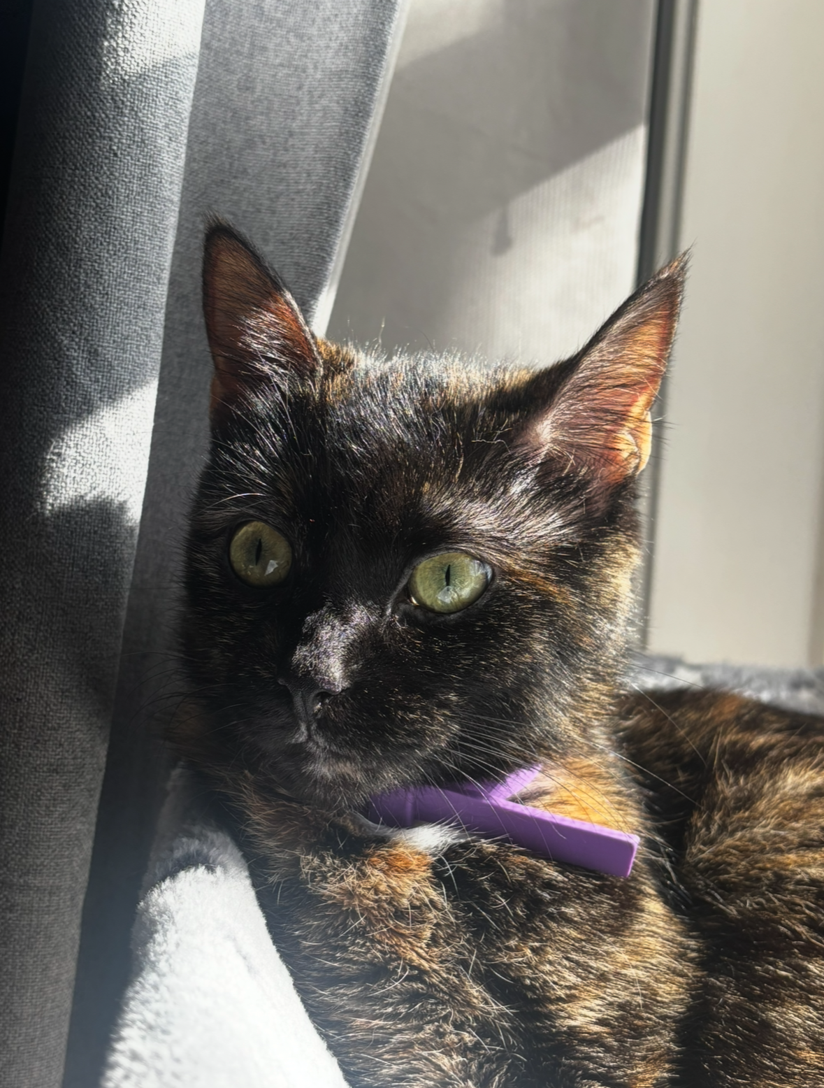 A tortoiseshell cat lying by a window, illuminated by sunlight, wearing a purple collar.