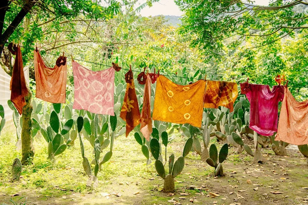 Colorful clothes hanging on a line outdoors with cactus plants and green trees in the background.