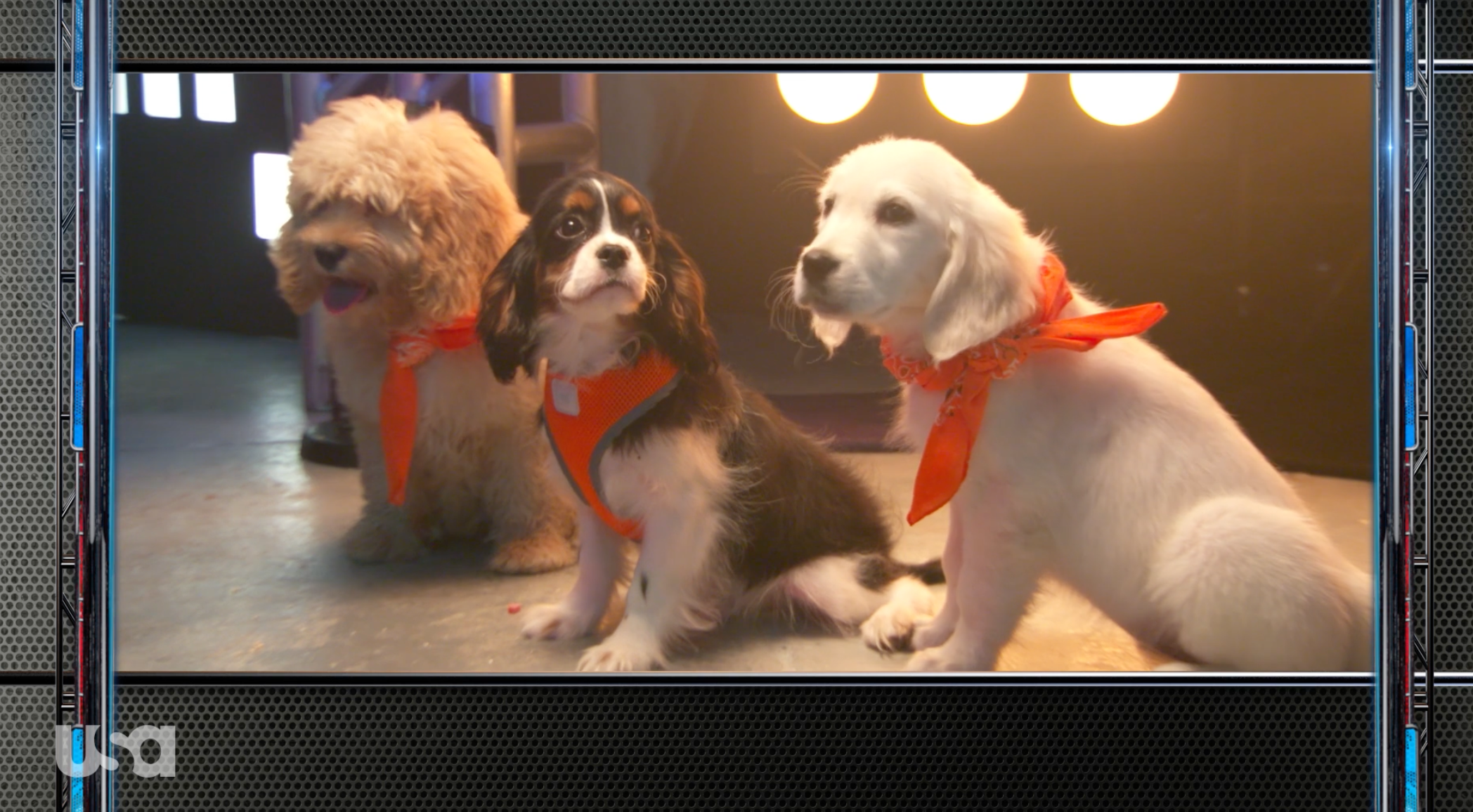 Puppy vs Puppy | American Ninja Warrior | USA Network &amp; NBCUniversal 