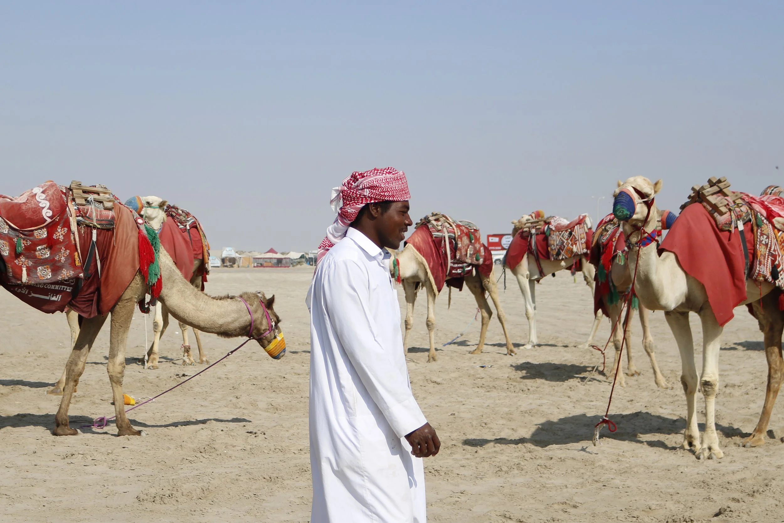 doha camels.jpg