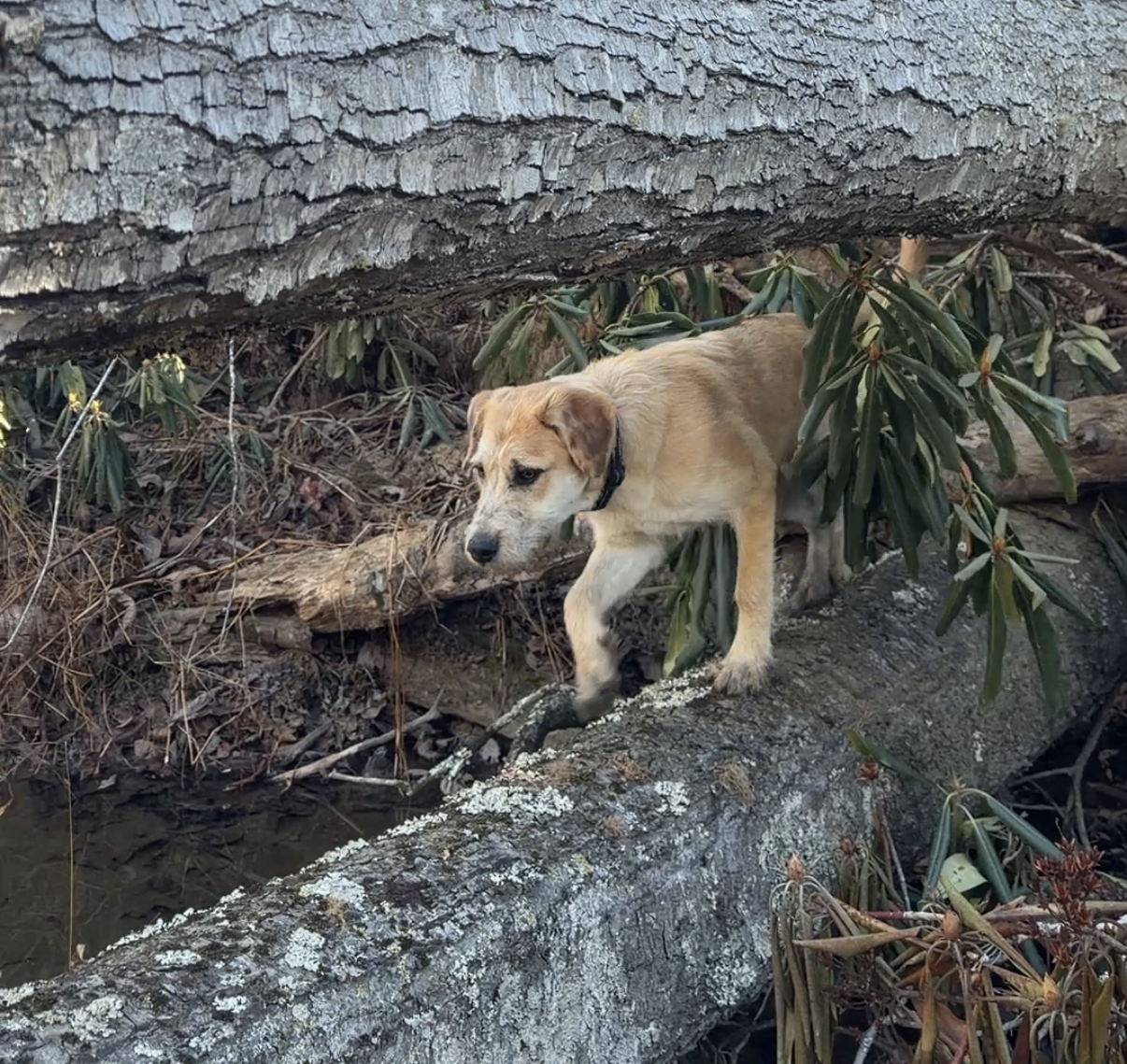 A yellow puppy exploring a fallen tree trunk in a wooded area with green plants and bark.
