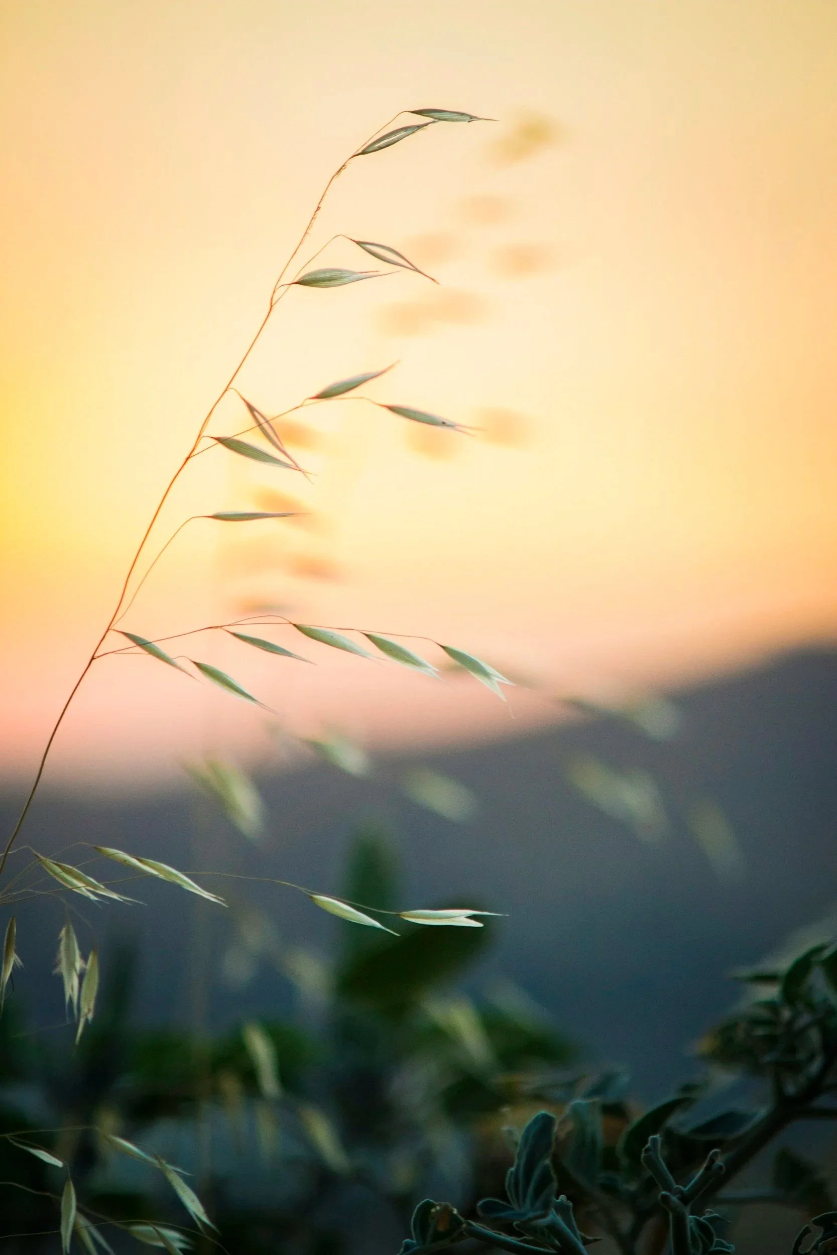 Close-up of a delicate grass plant at sunset with a soft yellow and orange sky in the background.