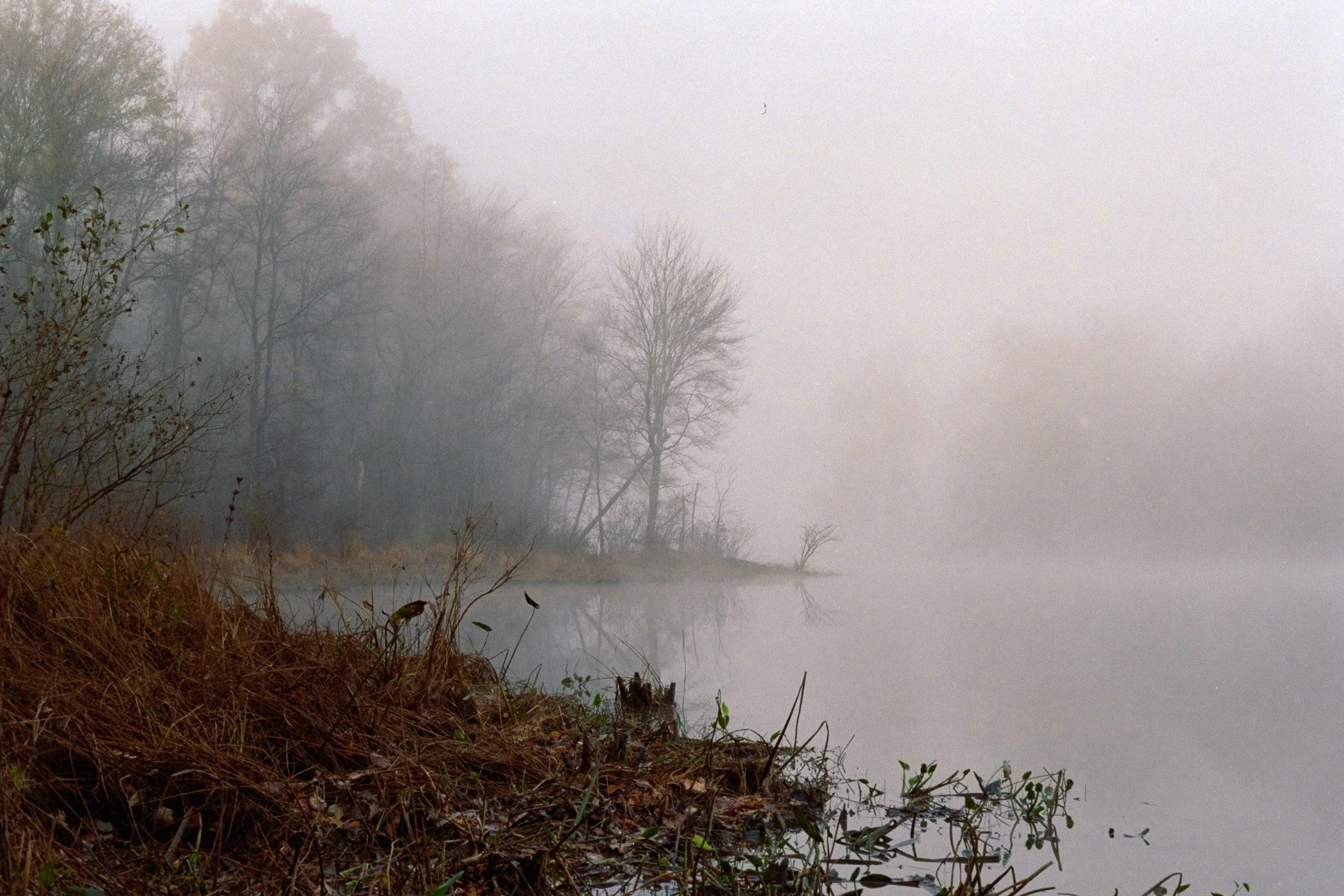 A foggy lake scene with leafless trees on the left and reflection on the water.