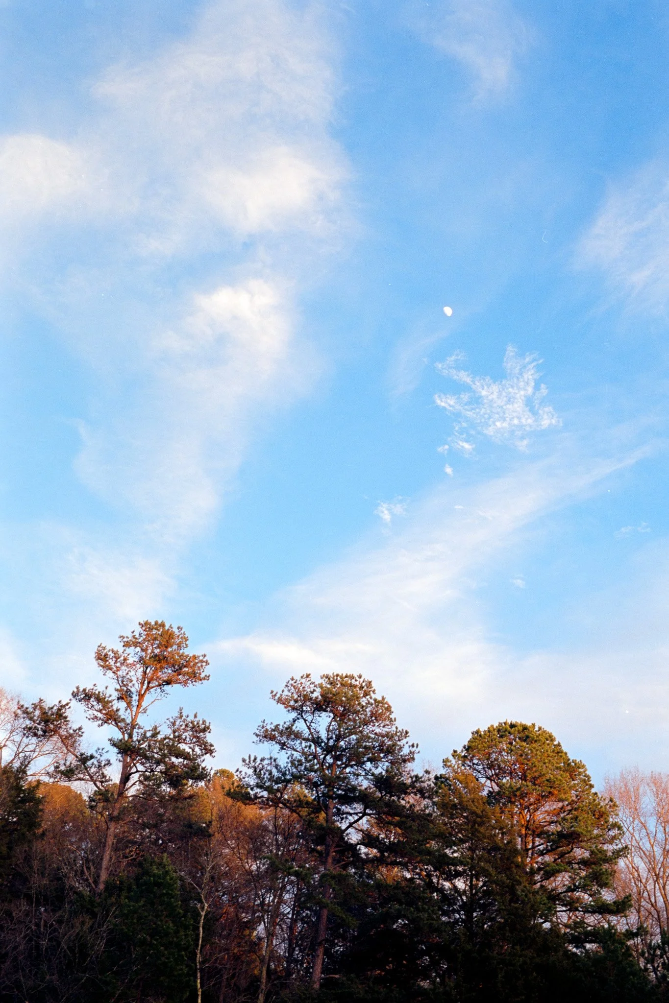 Clear sky with scattered clouds and a visible moon above tall trees.