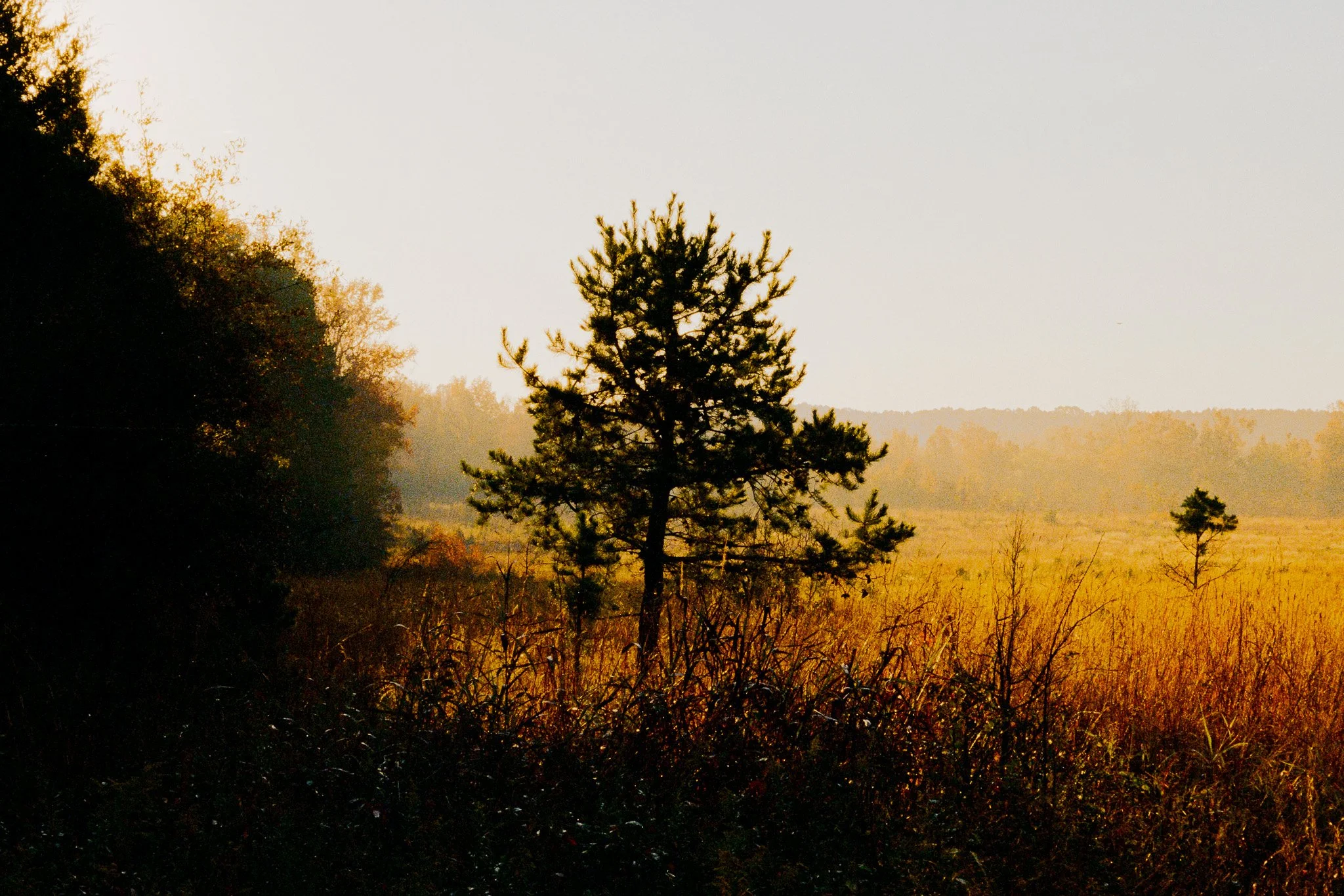 A single pine tree in a field during sunset, with a wooded area on the left and distant trees on the horizon.