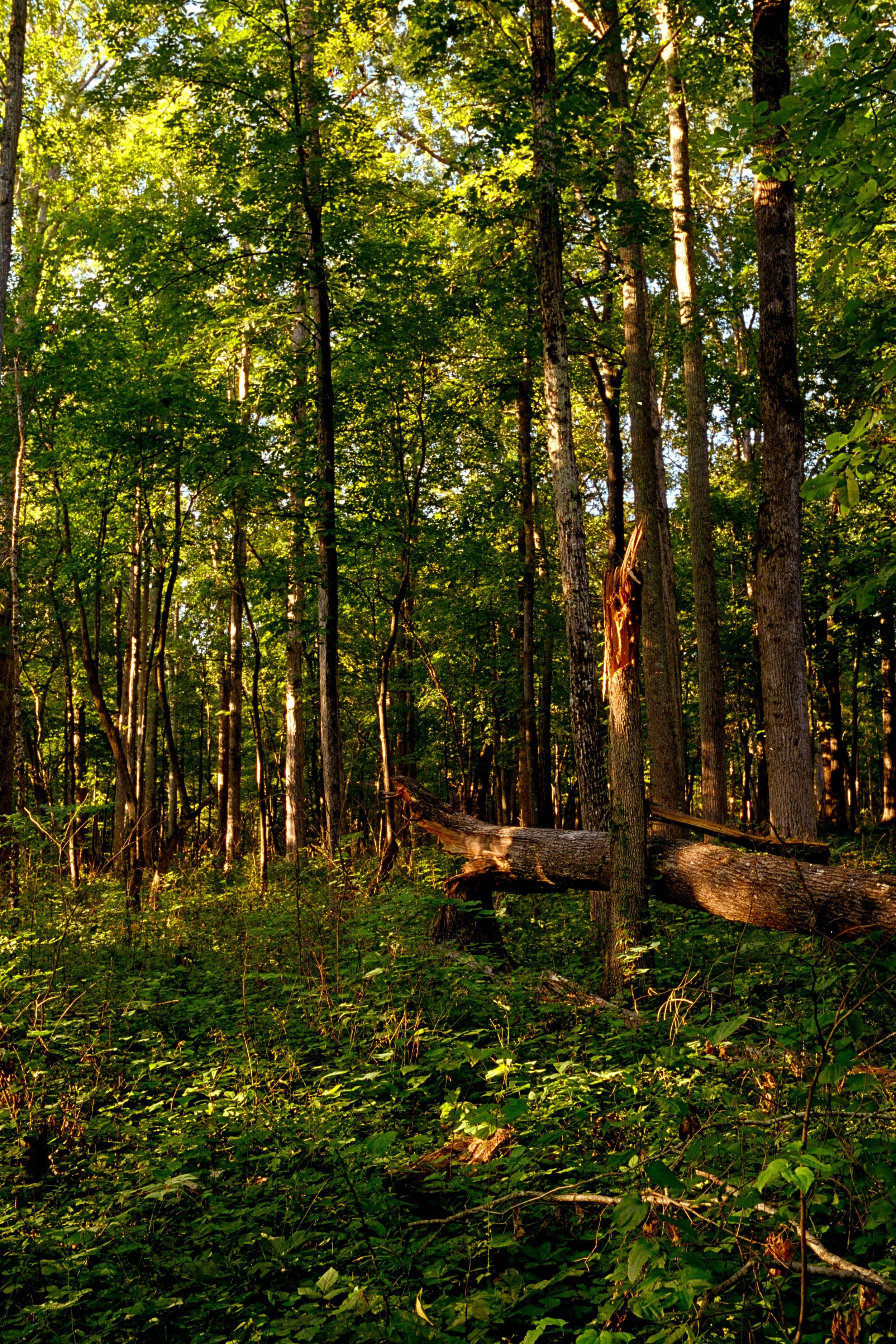 A dense forest scene with sunlight filtering through green leaves and fallen branches on the forest floor.