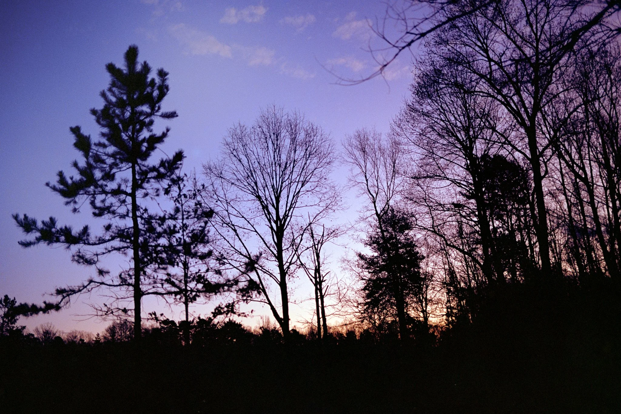  silhouetted trees against a colorful twilight sky with shades of purple, pink, and blue