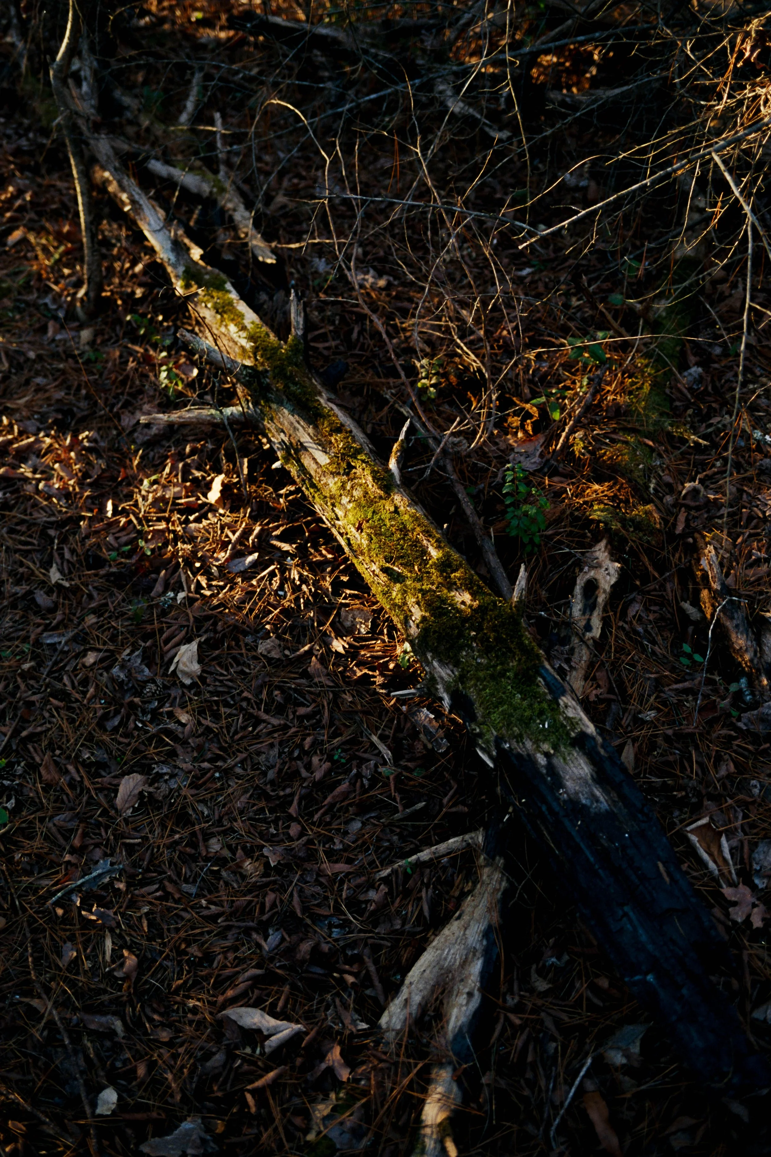 A fallen tree branch on forest floor covered in moss and surrounded by dry leaves and twigs.