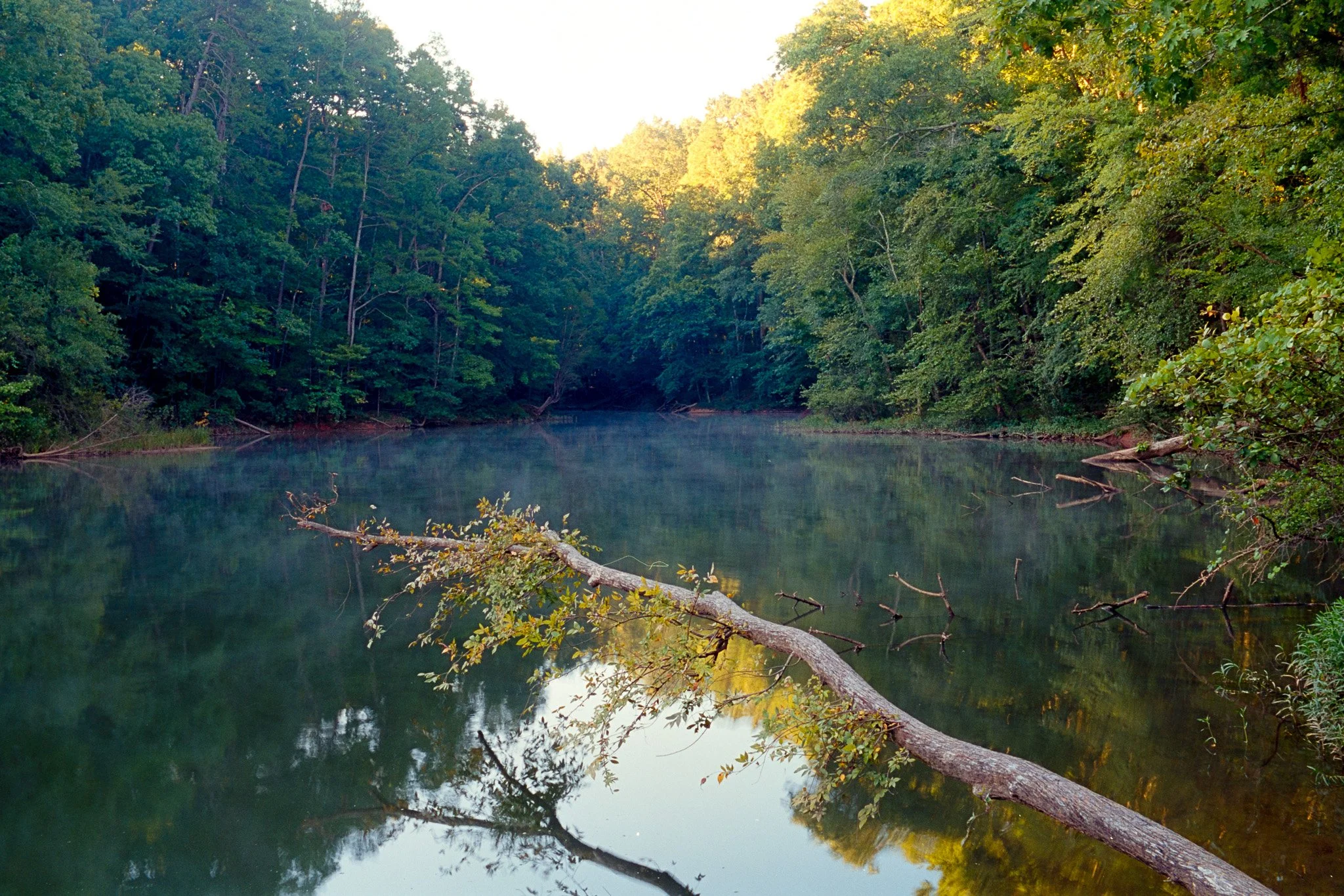 A river surrounded by dense green trees with sunlight filtering through, and a fallen tree partially submerged in the water.