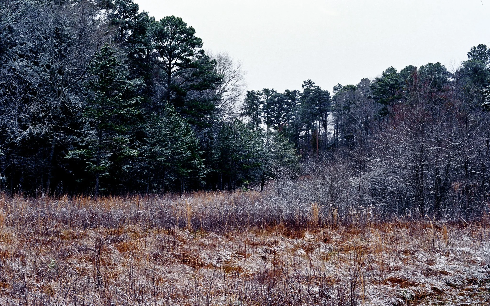 Snow-covered dried grass and shrubs in front of a forest of tall, snow-dusted trees under an overcast sky.