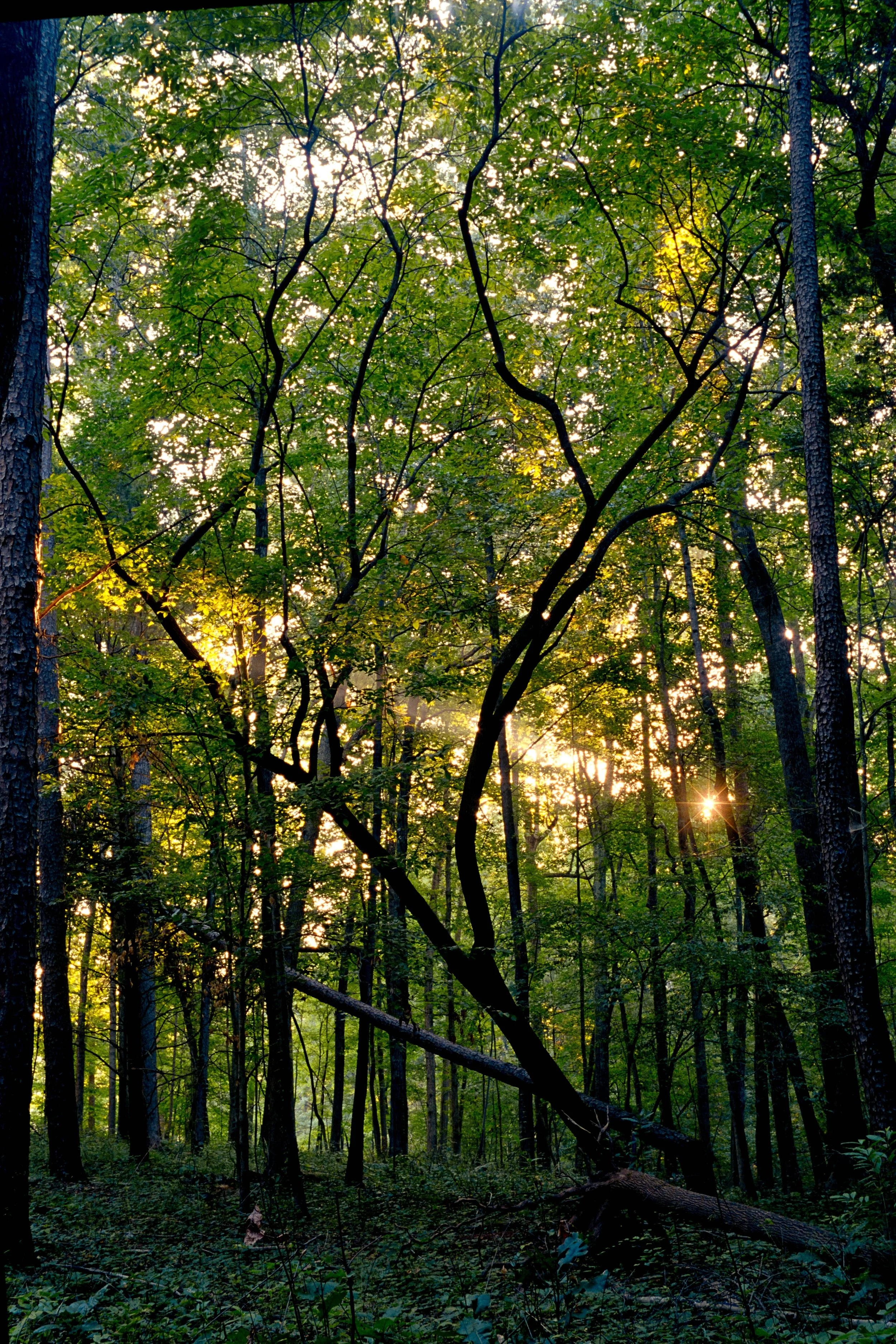 Sunlight filters through a dense forest with tall trees and green foliage, creating a peaceful natural scene.