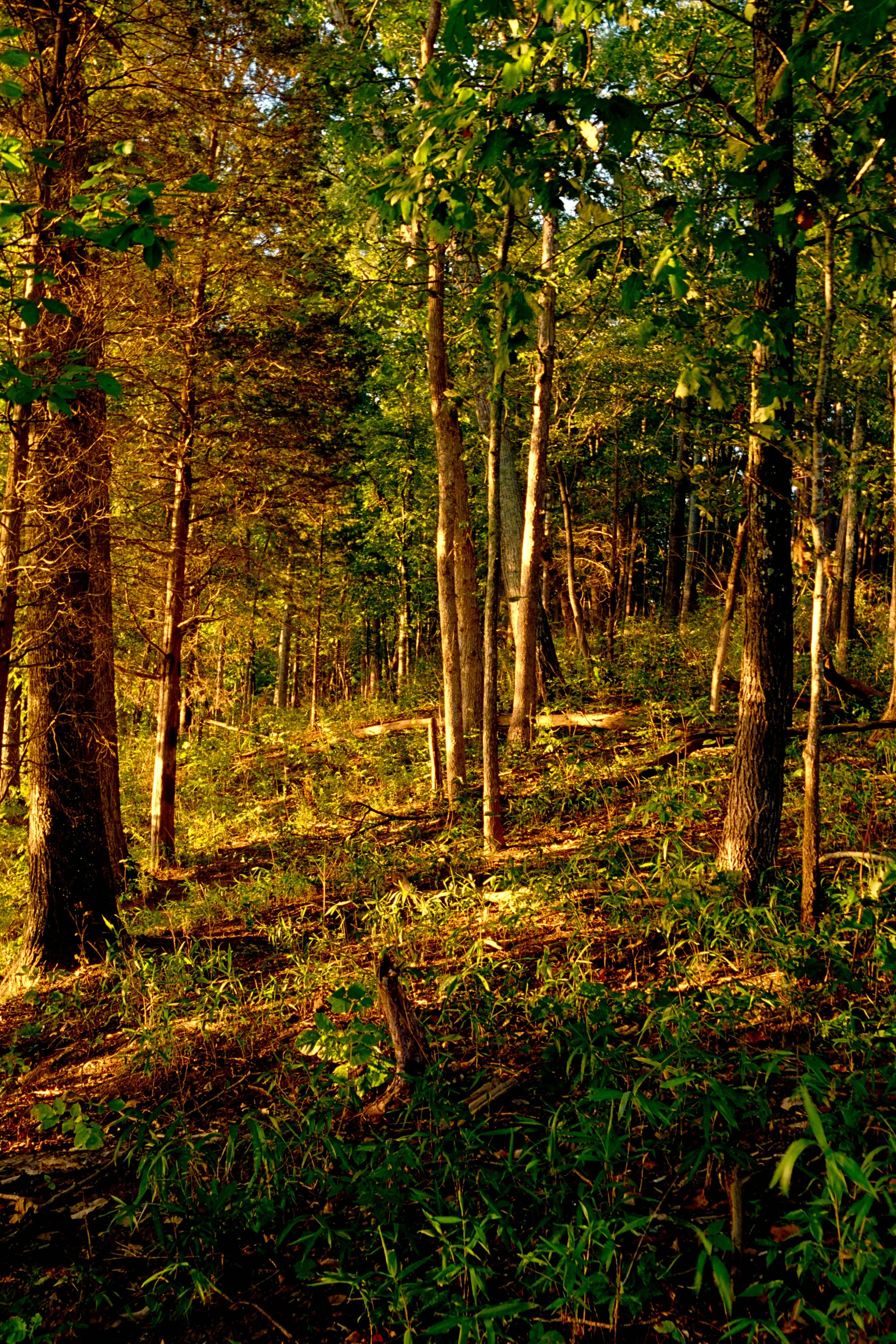 Sunlit forest with tall trees, green leaves, and dense underbrush.