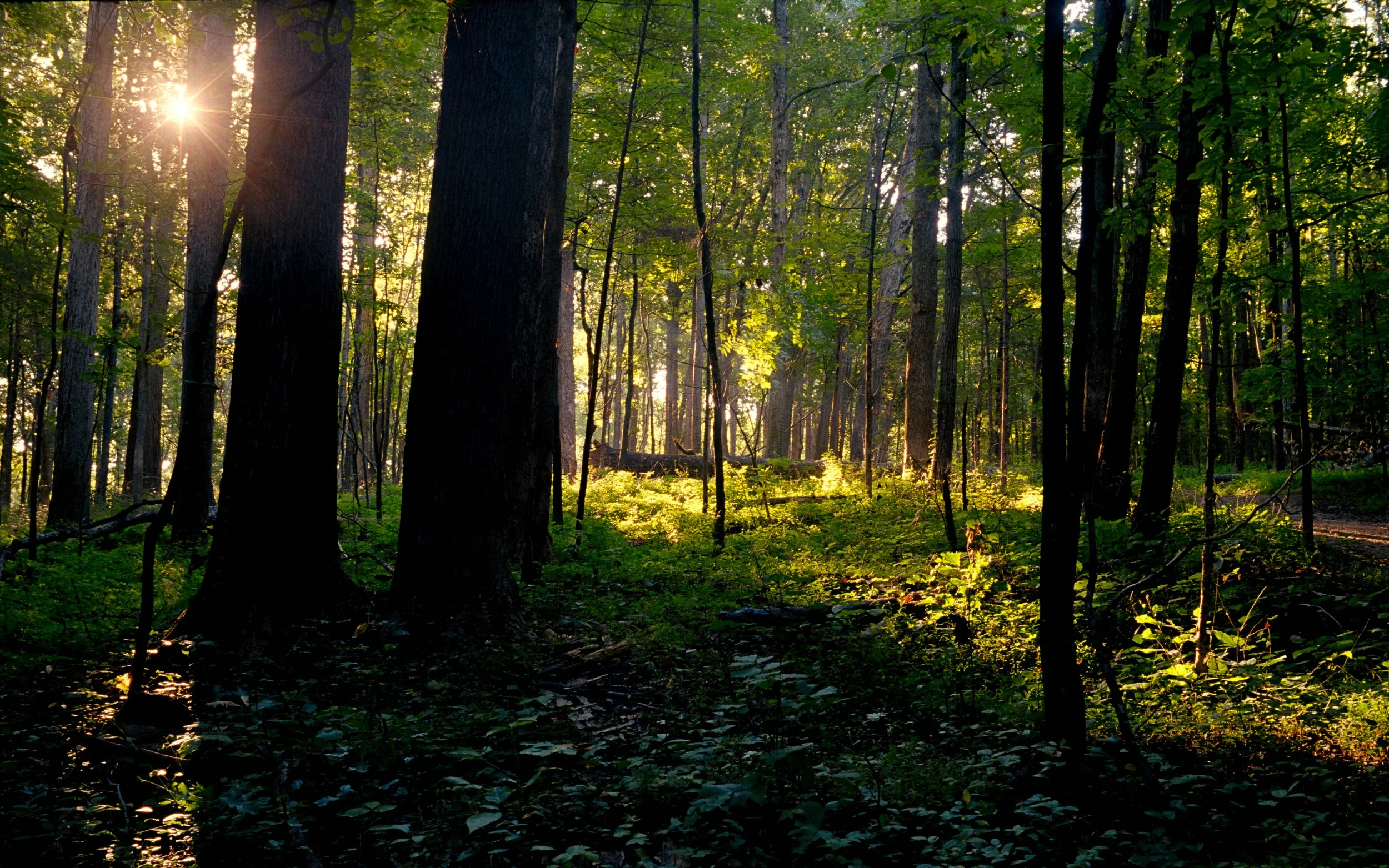 Sunlight filtering through a dense green forest with tall trees and lush undergrowth.