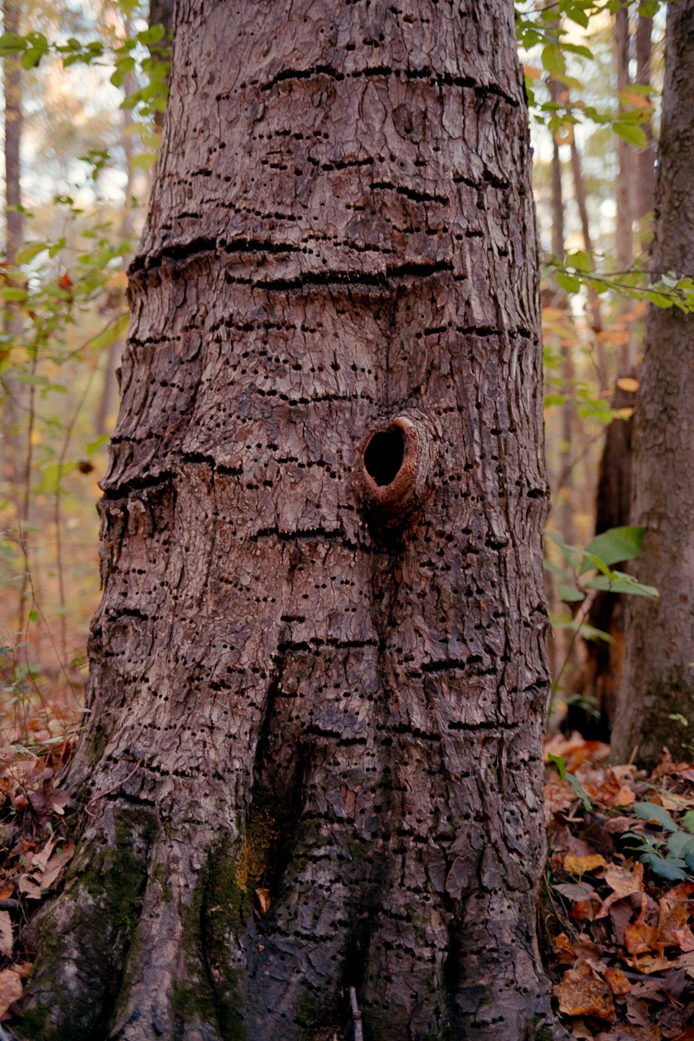 Close-up of a tree trunk in a forest with a small round hole and numerous tiny holes in the bark.