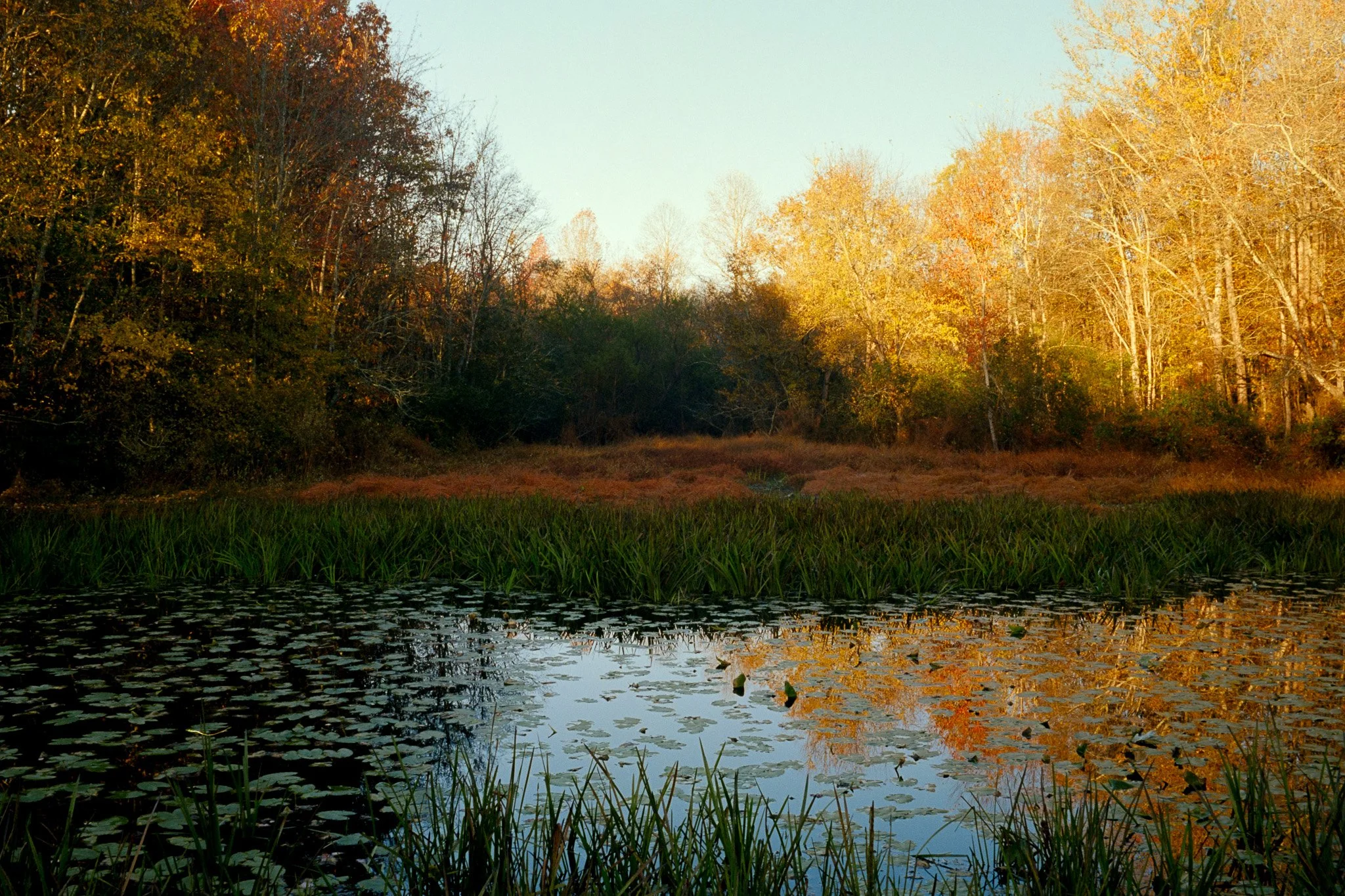 A peaceful pond surrounded by water lilies and reeds, with a forest of trees showing fall foliage in warm tones reflecting in the water.