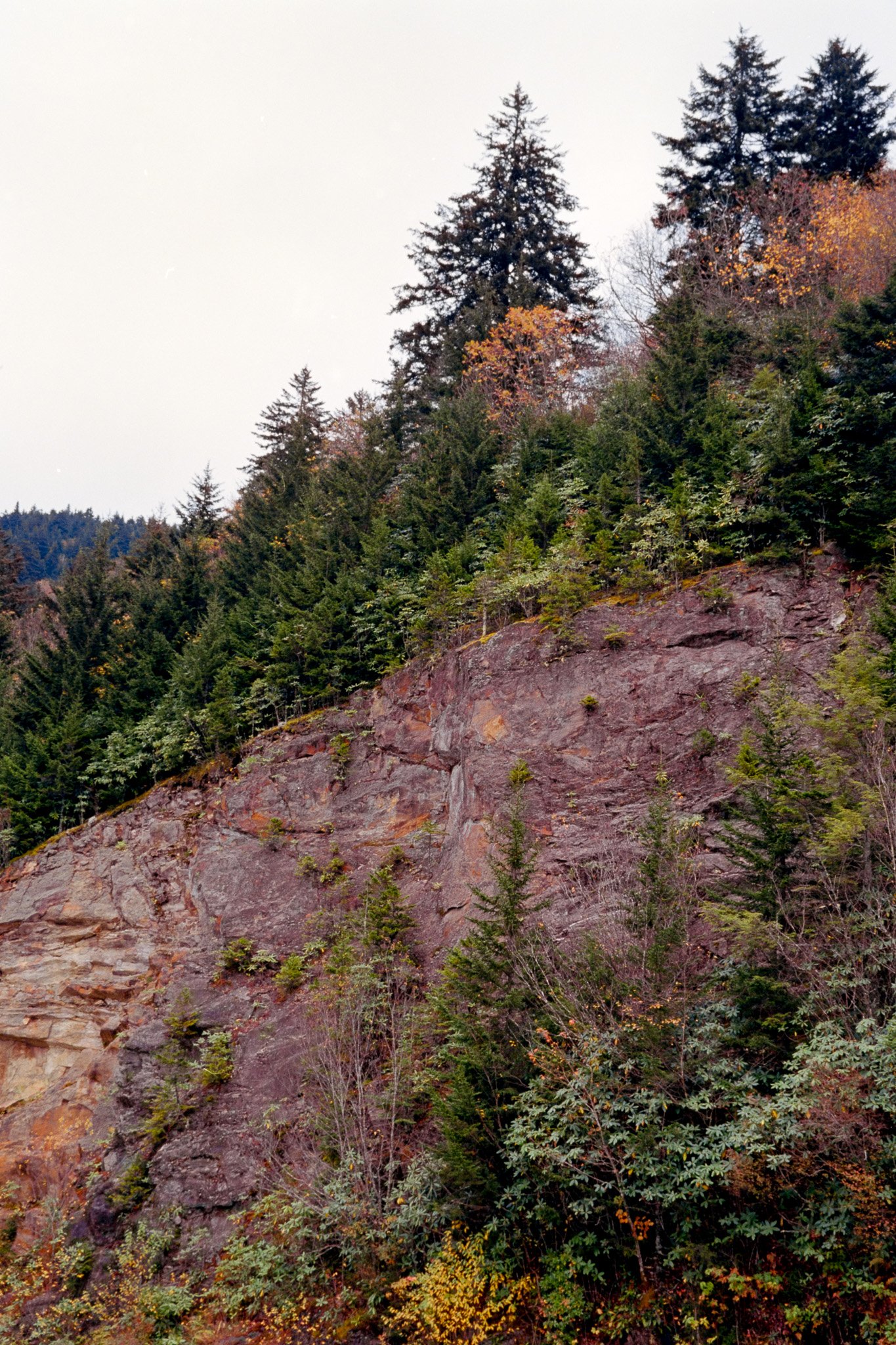 A hillside with a mix of evergreen trees and sparse deciduous trees, some with fall foliage, and a rocky cliff face.