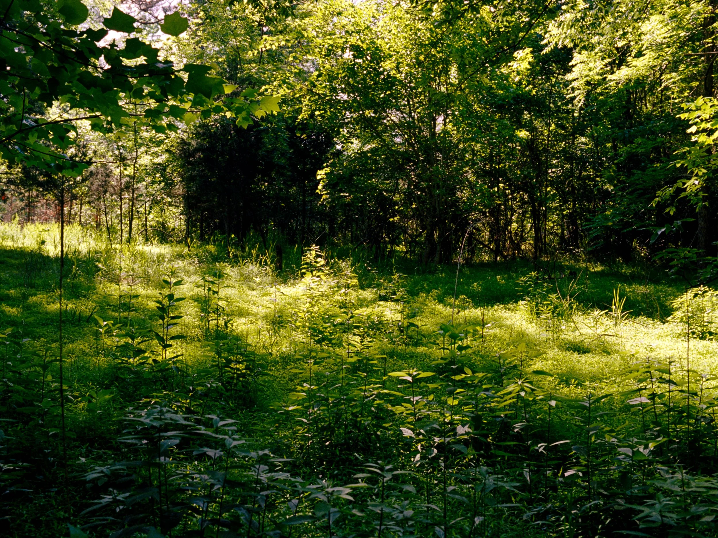 Sunlit green forest with dense trees and small plants covering the forest floor.