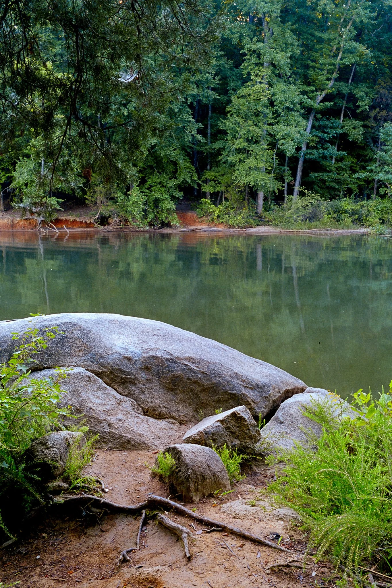 A peaceful lakeside scene with rocks and sparse plants in the foreground, calm green water in the middle, and a dense forest of tall, leafy trees along the shoreline in the background.