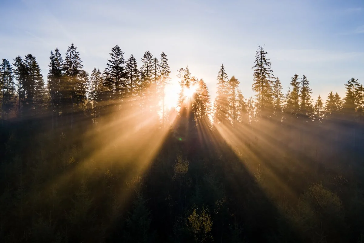 Sunlight shining through tall evergreen trees in a forest at sunrise or sunset.