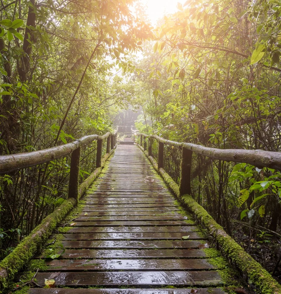 A wooden footbridge with moss on its edges, surrounded by dense green foliage, with sunlight filtering through the trees above.