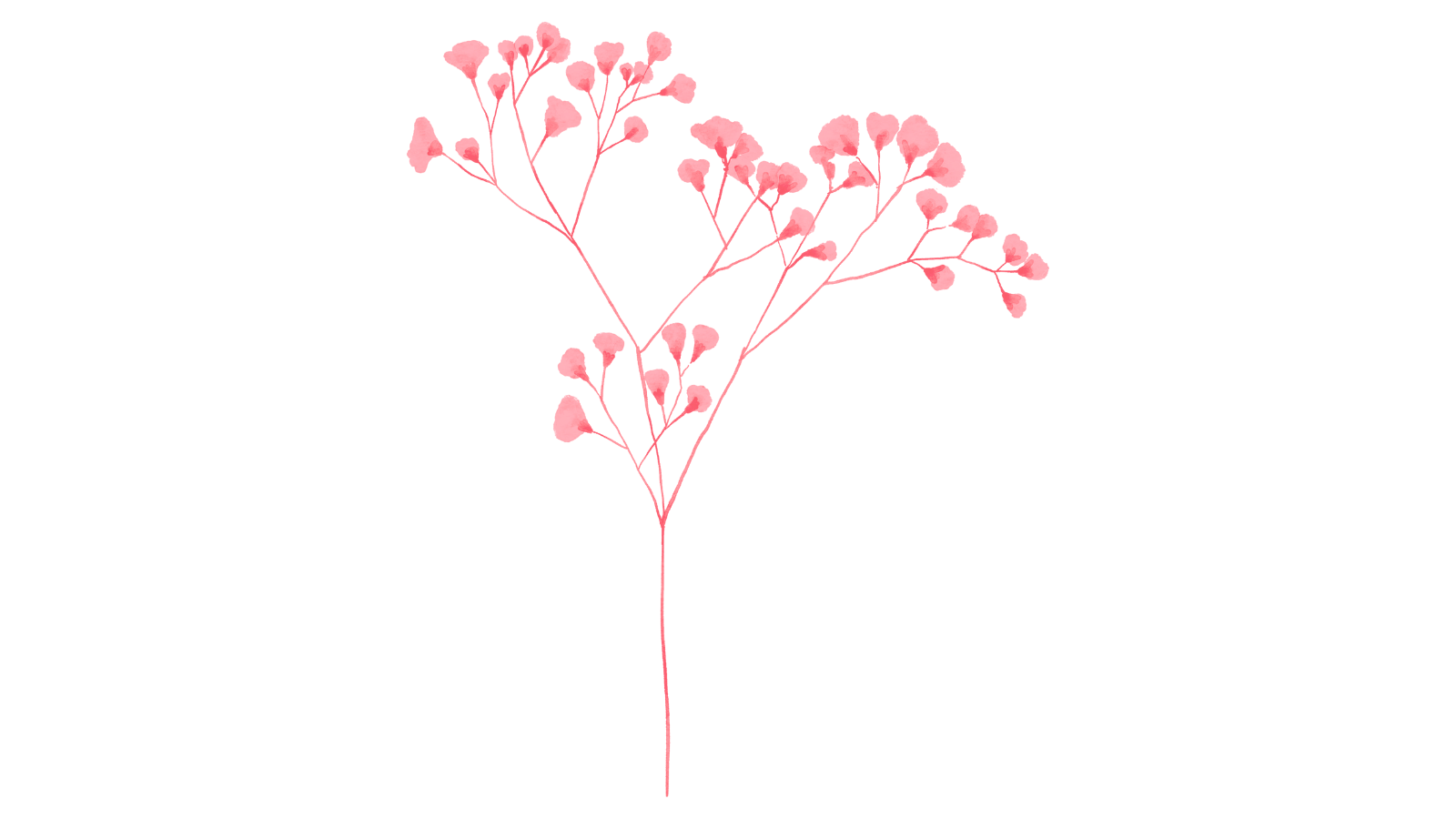 Pink baby's breath flower line art illustration