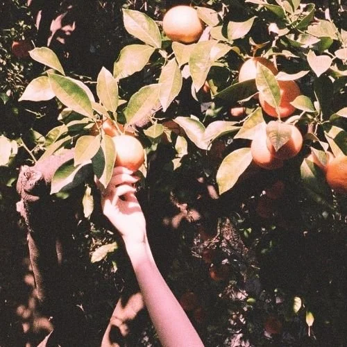 Hand reaching for an orange on a tree with green leaves representing how to elevate your sex life