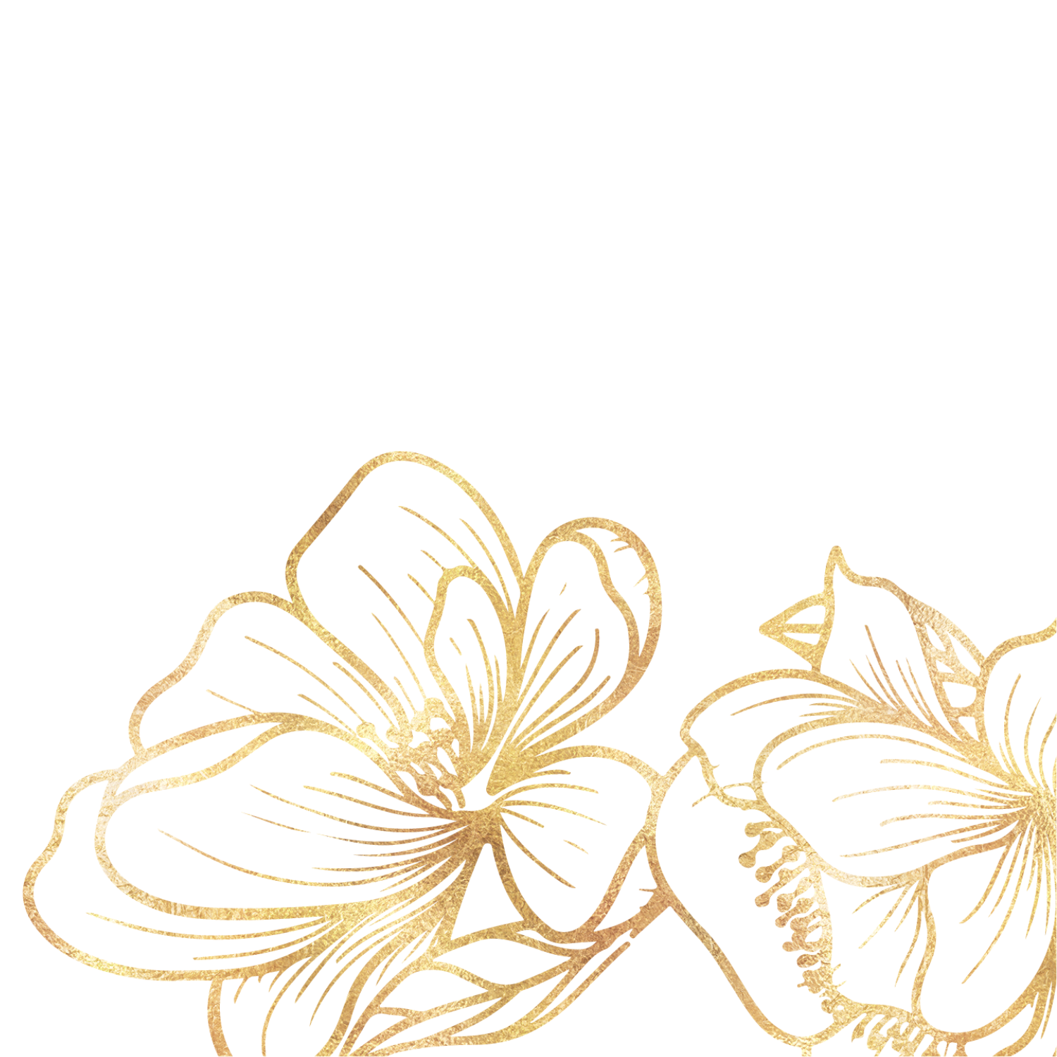 Gold glittery line drawing of two lotus flowers