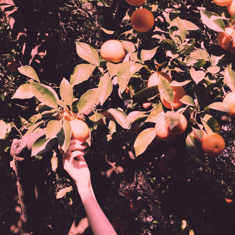 Hand reaching for an orange on a tree with green leaves