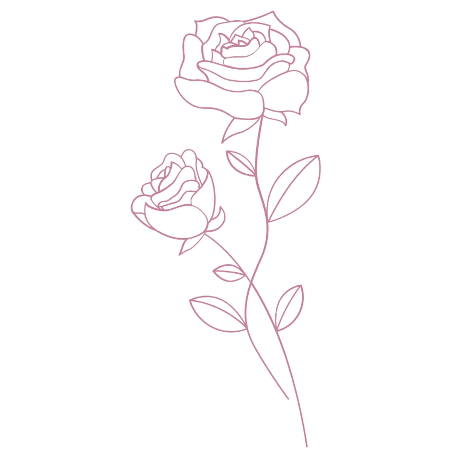 Line drawing in burgandy of a rose with two blooms and several leaves,