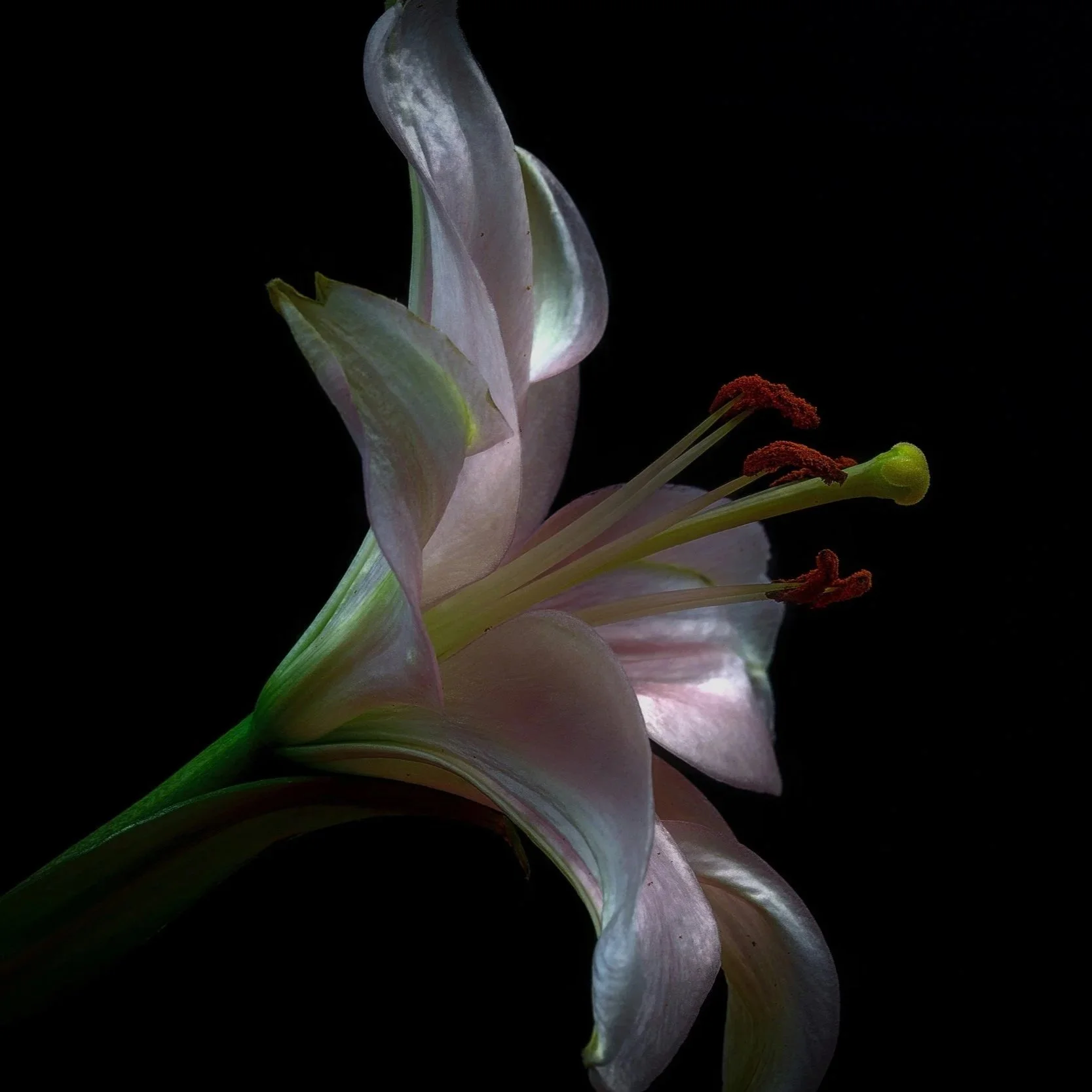 Close-up of a pale pink lily flower against a black background