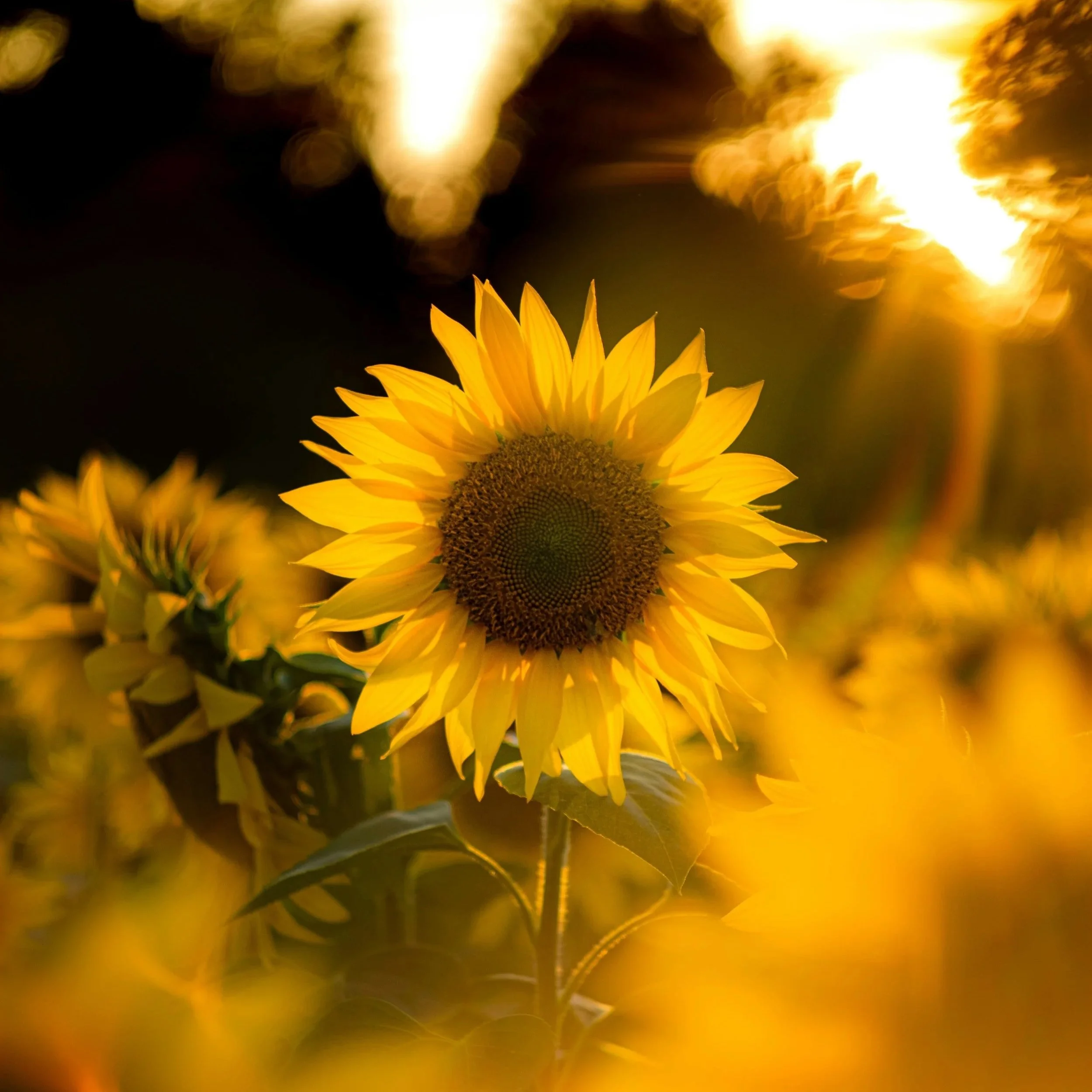 Close-up of a sunflower in warm sunset light