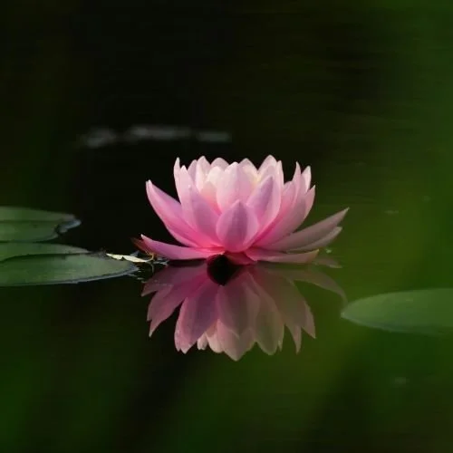 Close-up of a pink water lily flower floating in a pond with a dark background