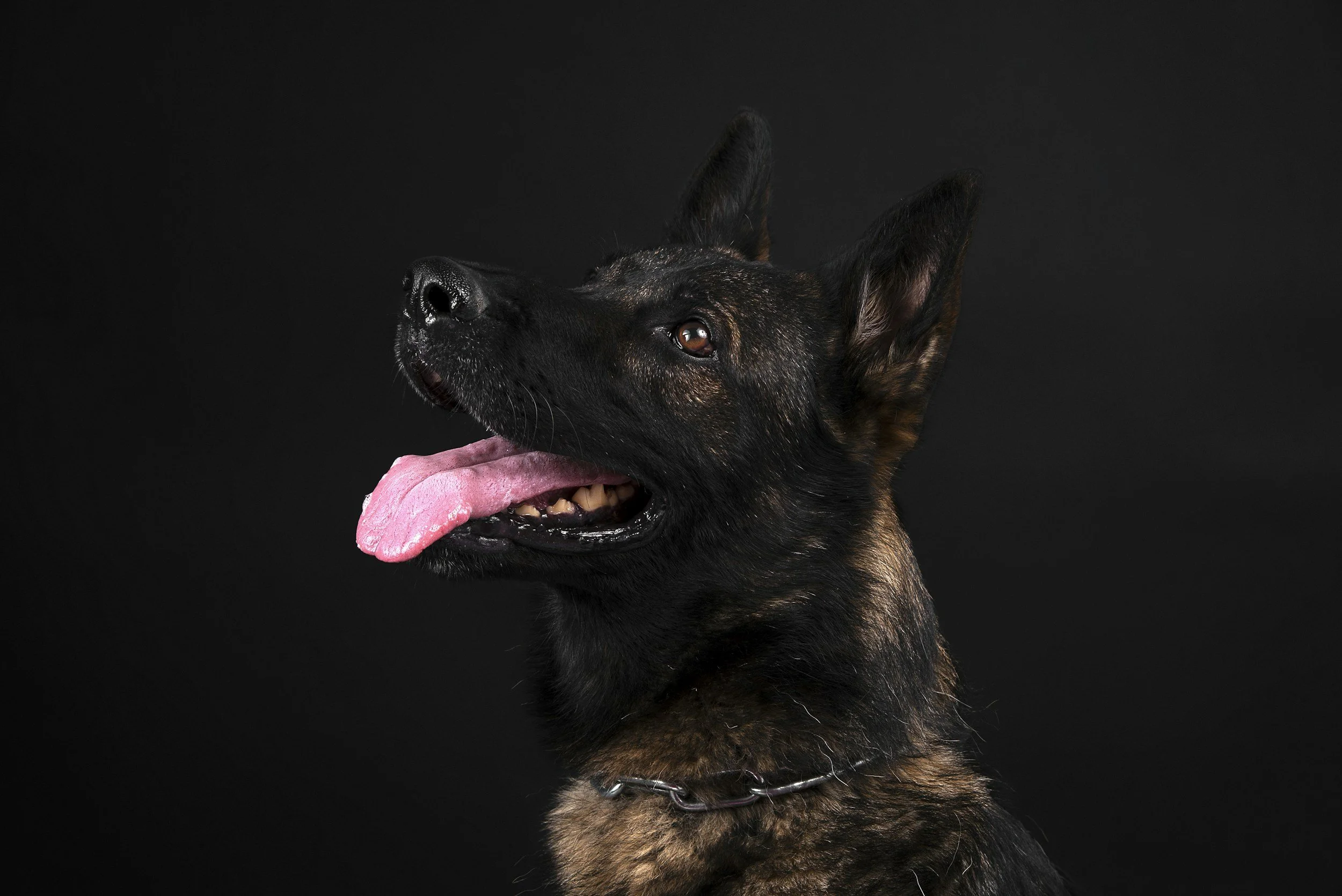 A German Shepherd dog with black and brown fur, looking to the left with its mouth open and tongue hanging out, against a black background.