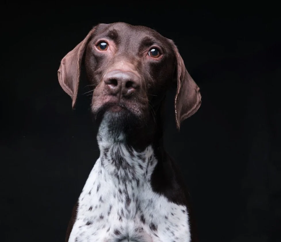Portrait of a brown and white spotted dog with floppy ears against a black background.